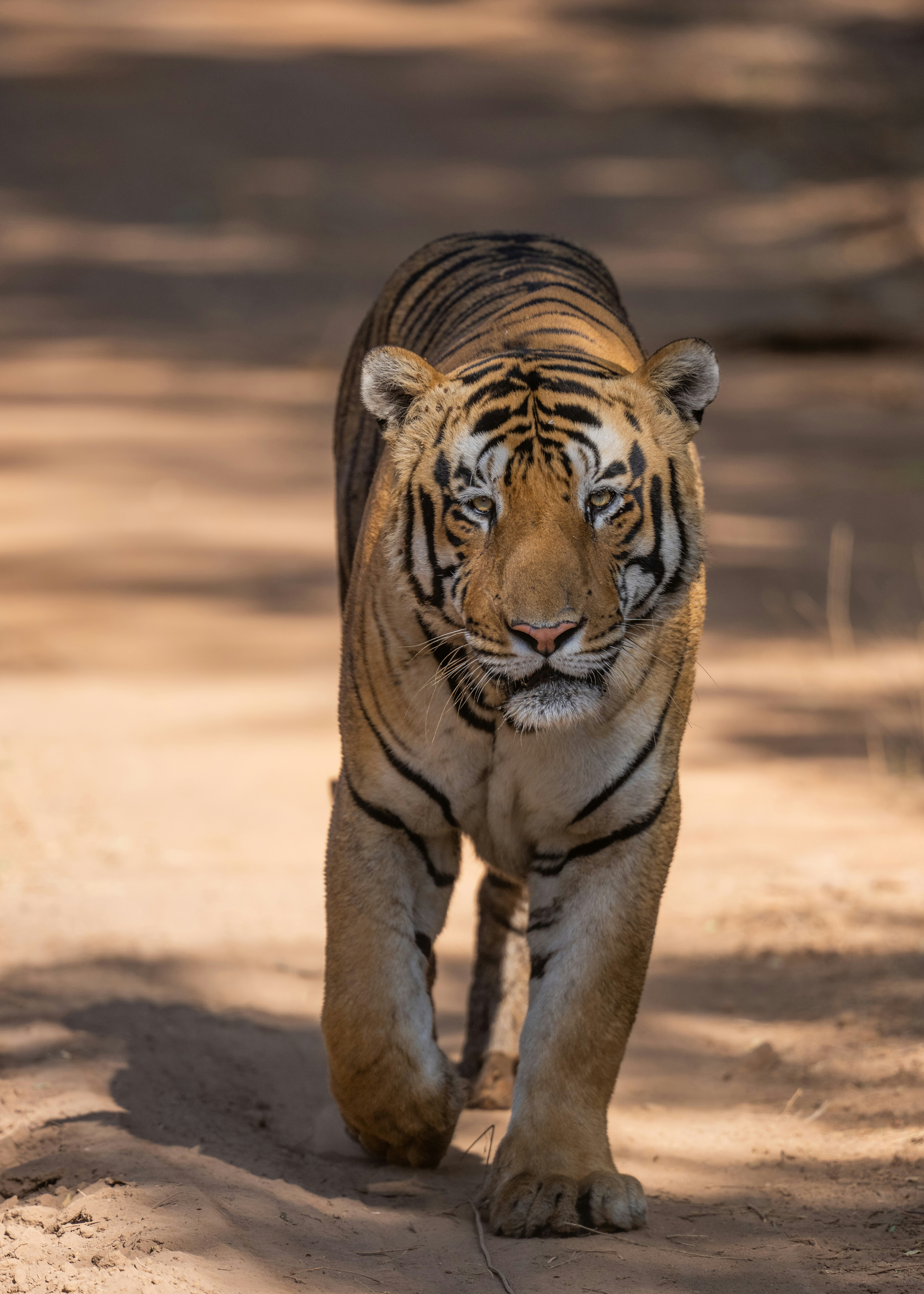 虎が土の道を歩いている。