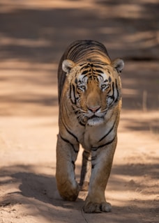 A tiger walks forward on a dirt path.