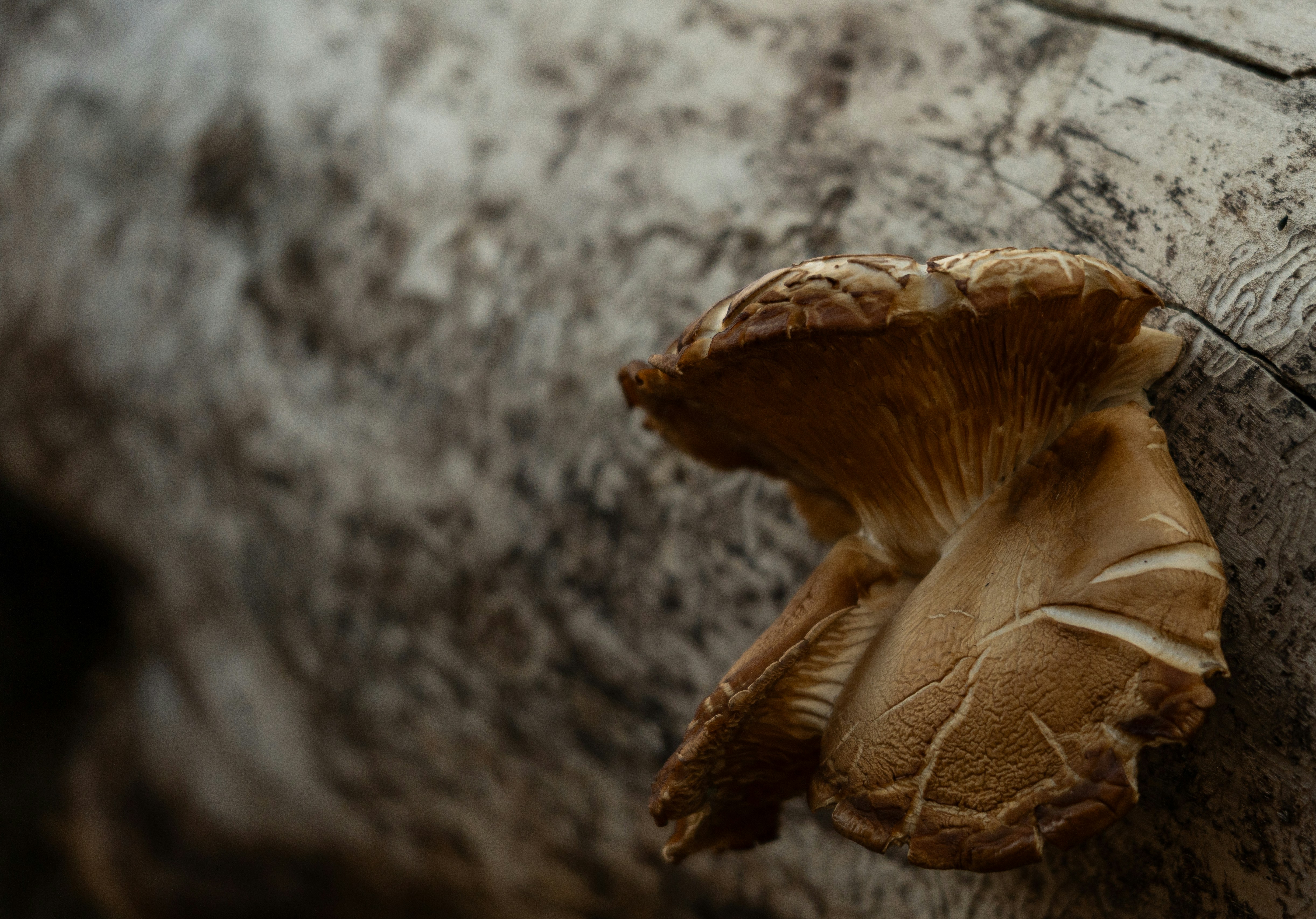 Brown mushroom growing on a textured tree trunk