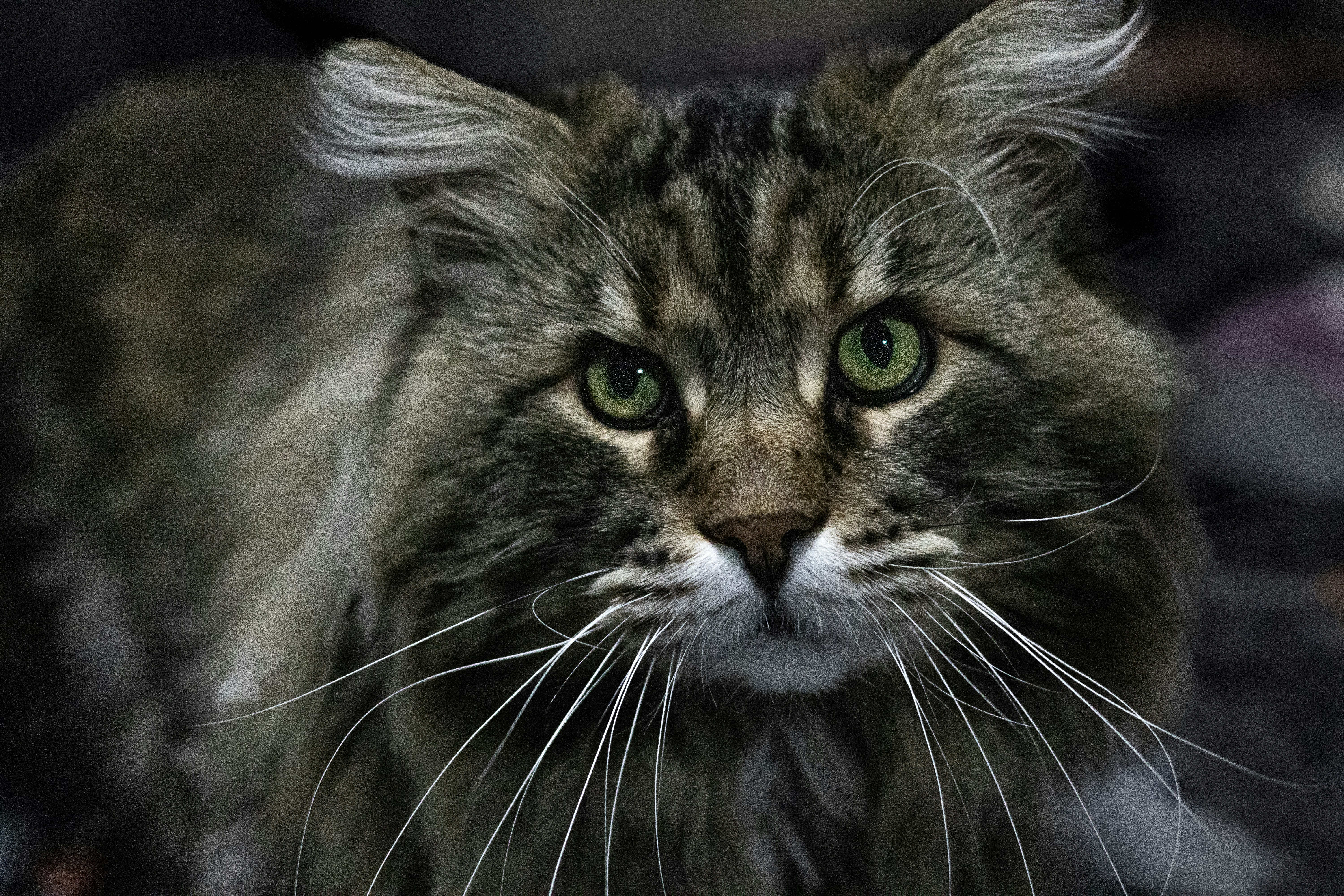 A close-up of a fluffy tabby cat with green eyes.