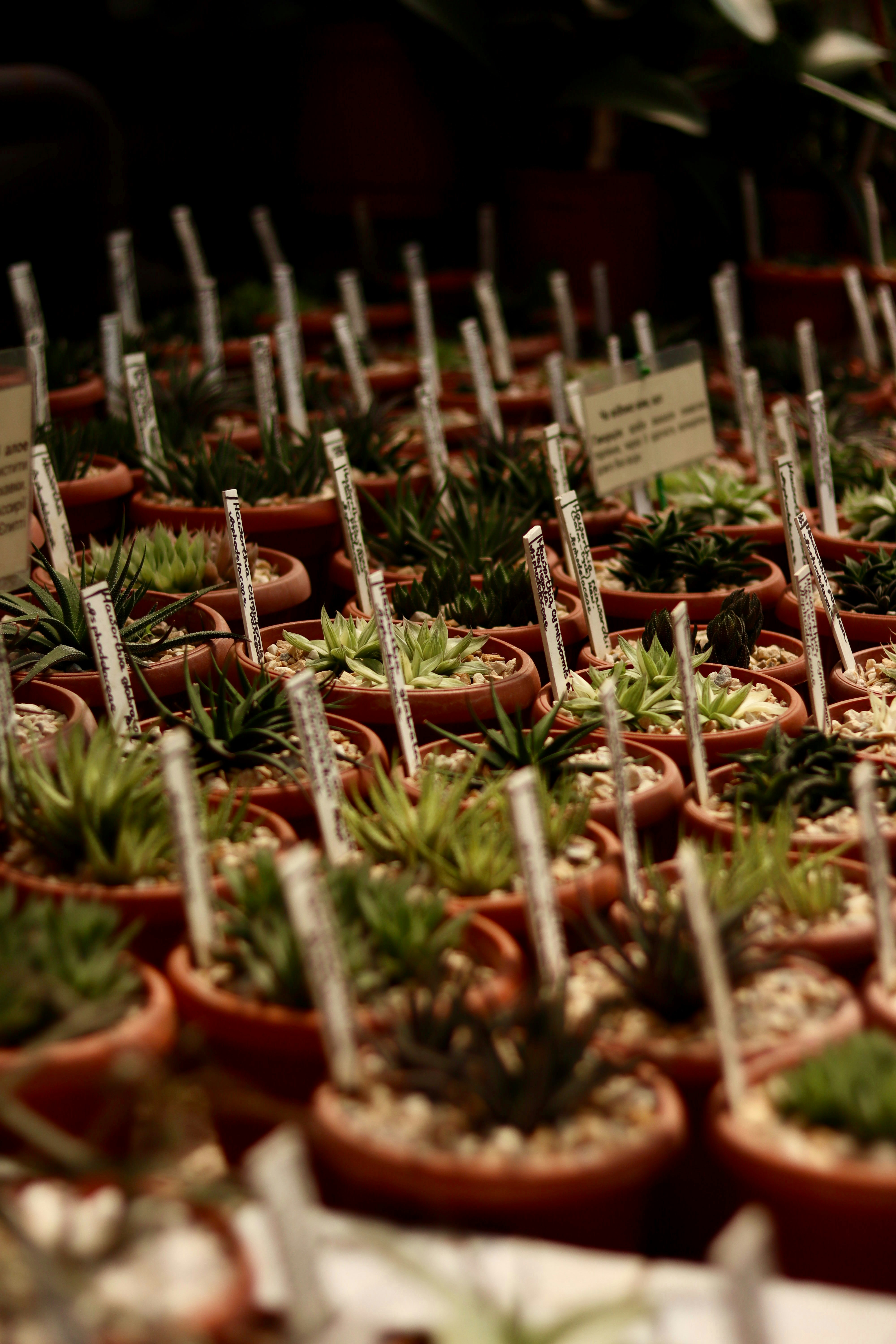 Rows of potted succulents with identification tags