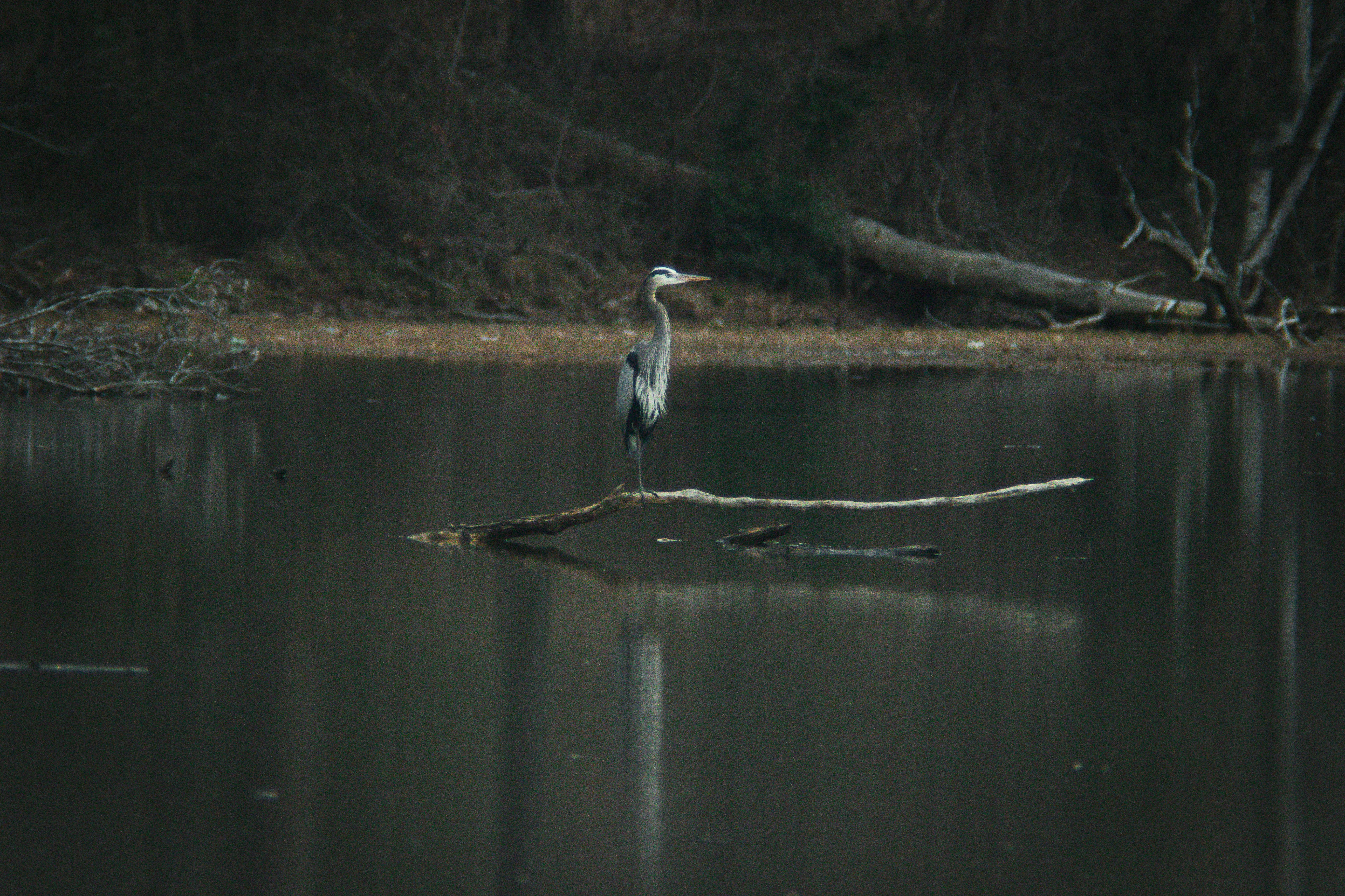 A gray heron stands on a fallen branch in water.