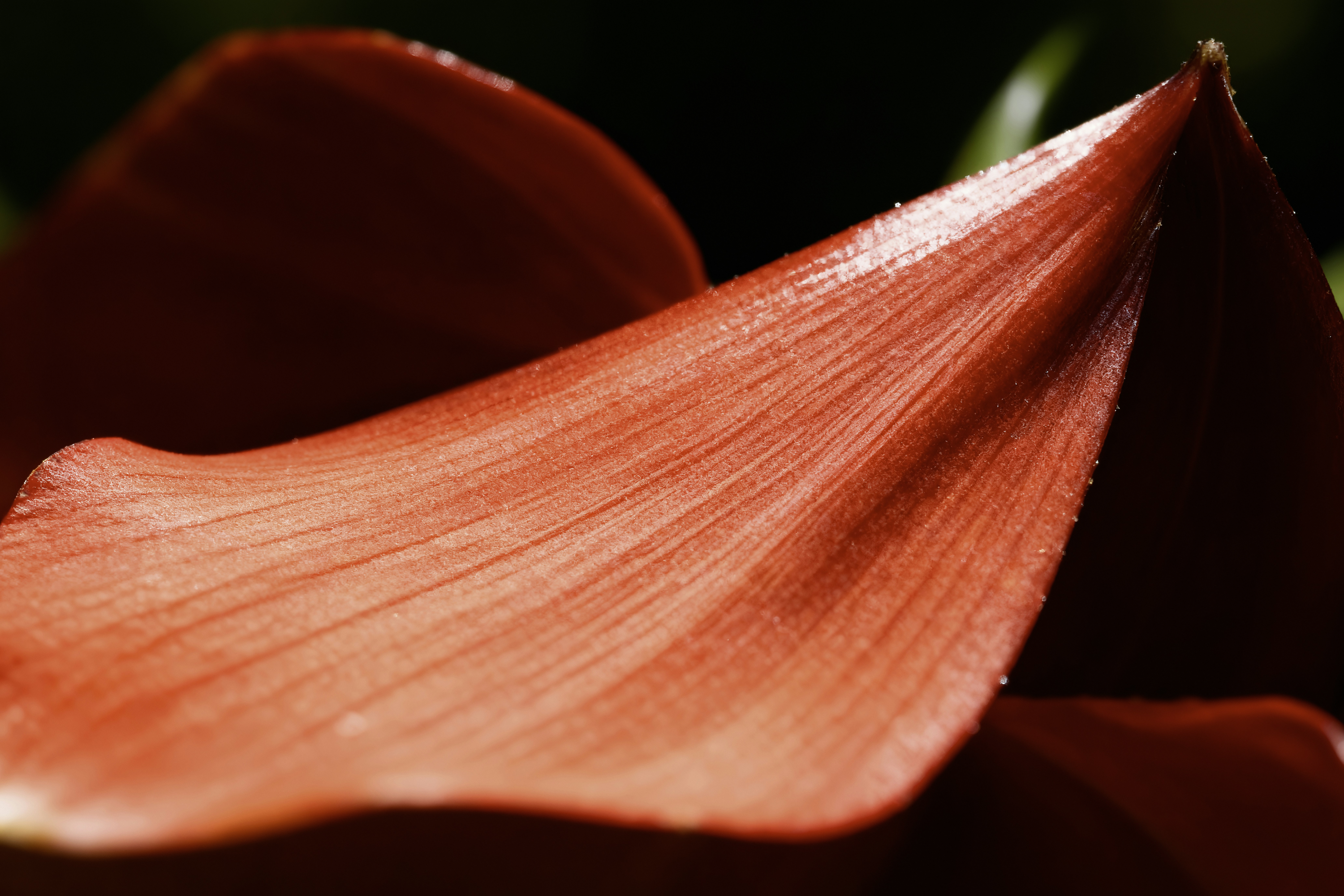 Close-up of a vibrant red flower petal
