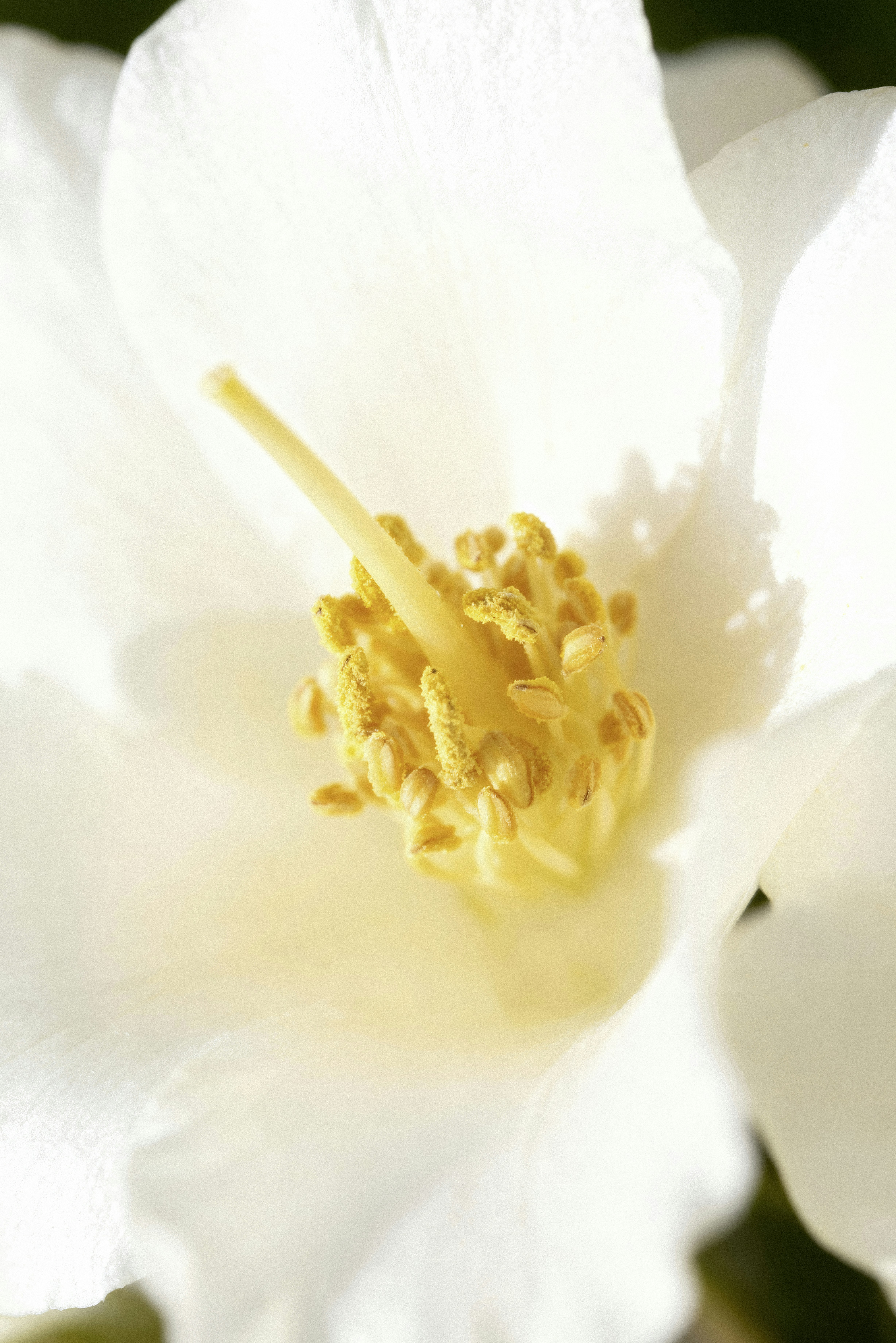 Close-up of a white flower's stamen and pistil.