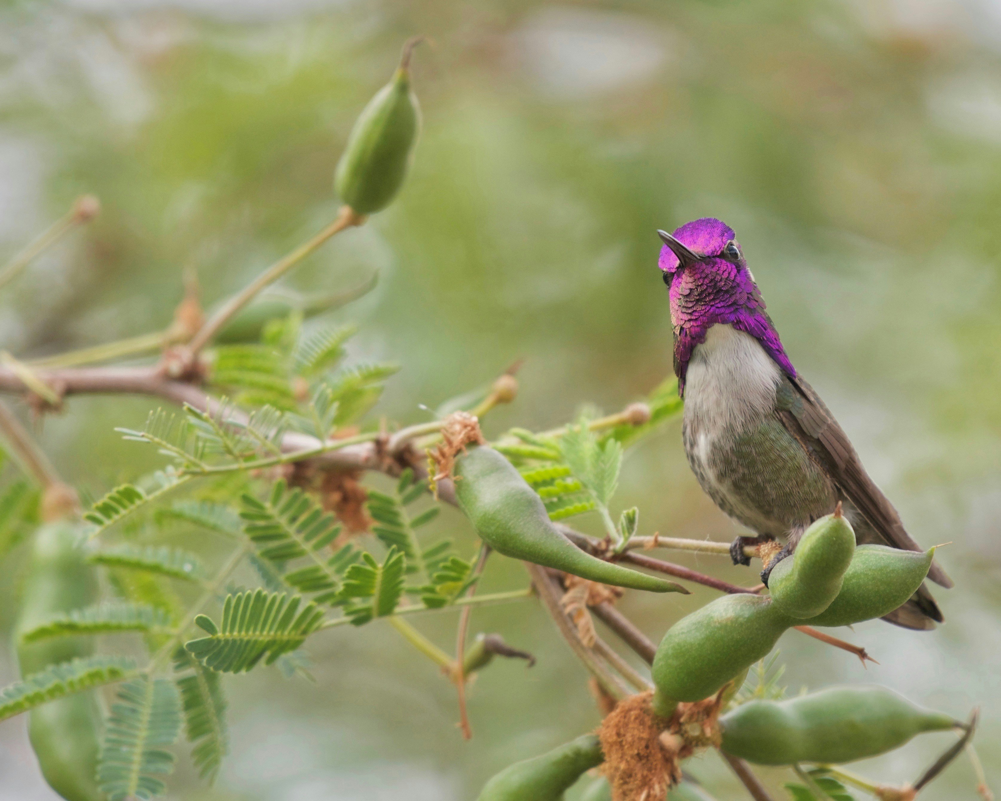 A hummingbird with a purple head sits on a branch.