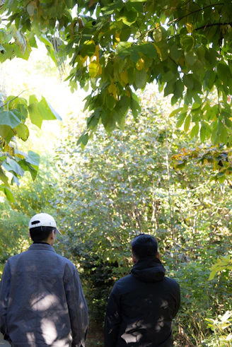 Two people look at a sunlit forest scene.
