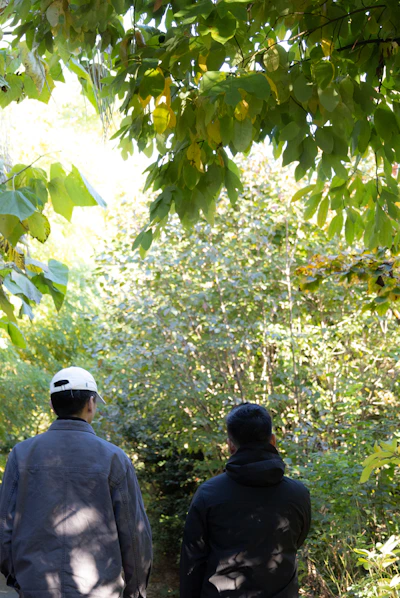 Two people look at a sunlit forest scene.