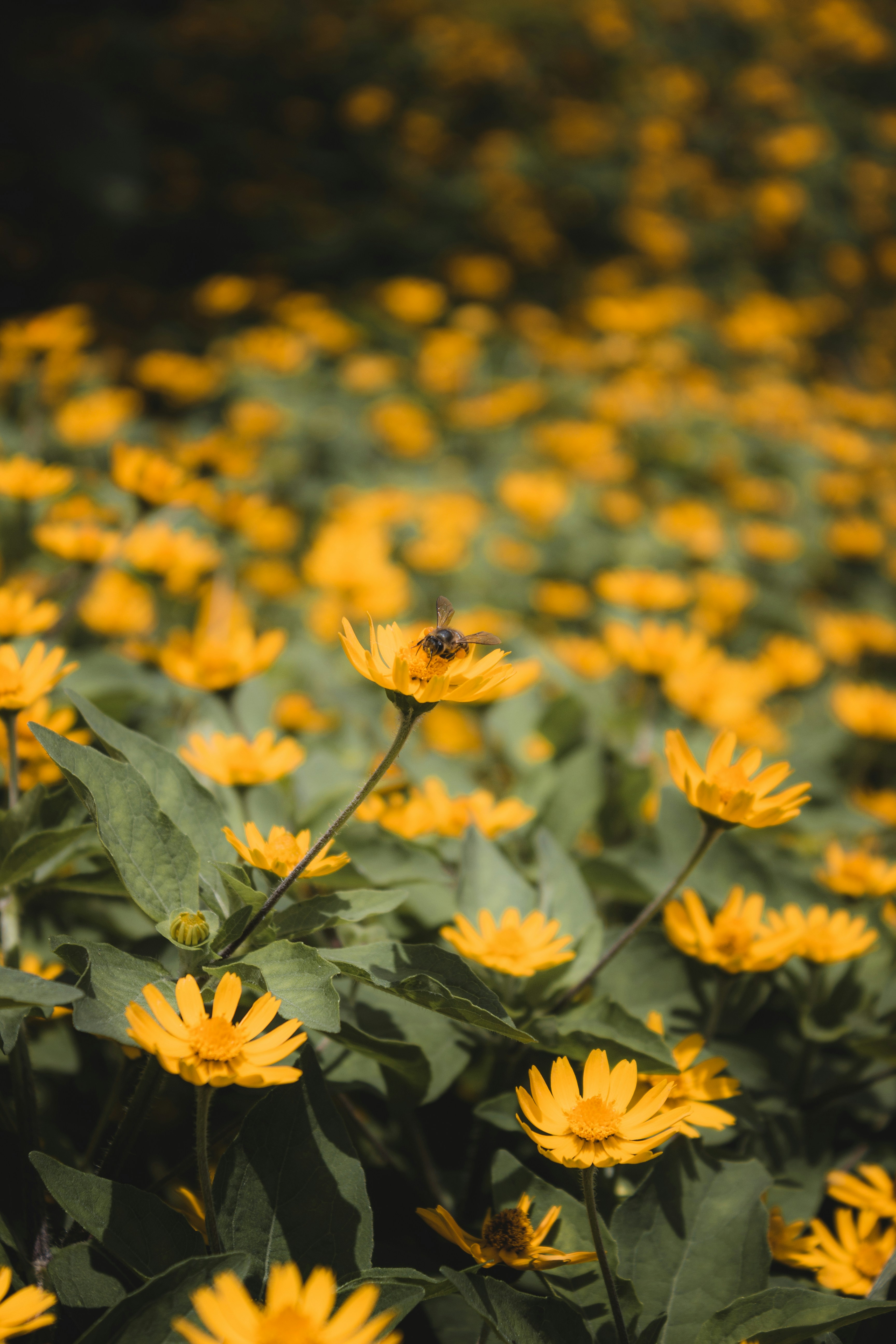 Photo by zulfikarrino