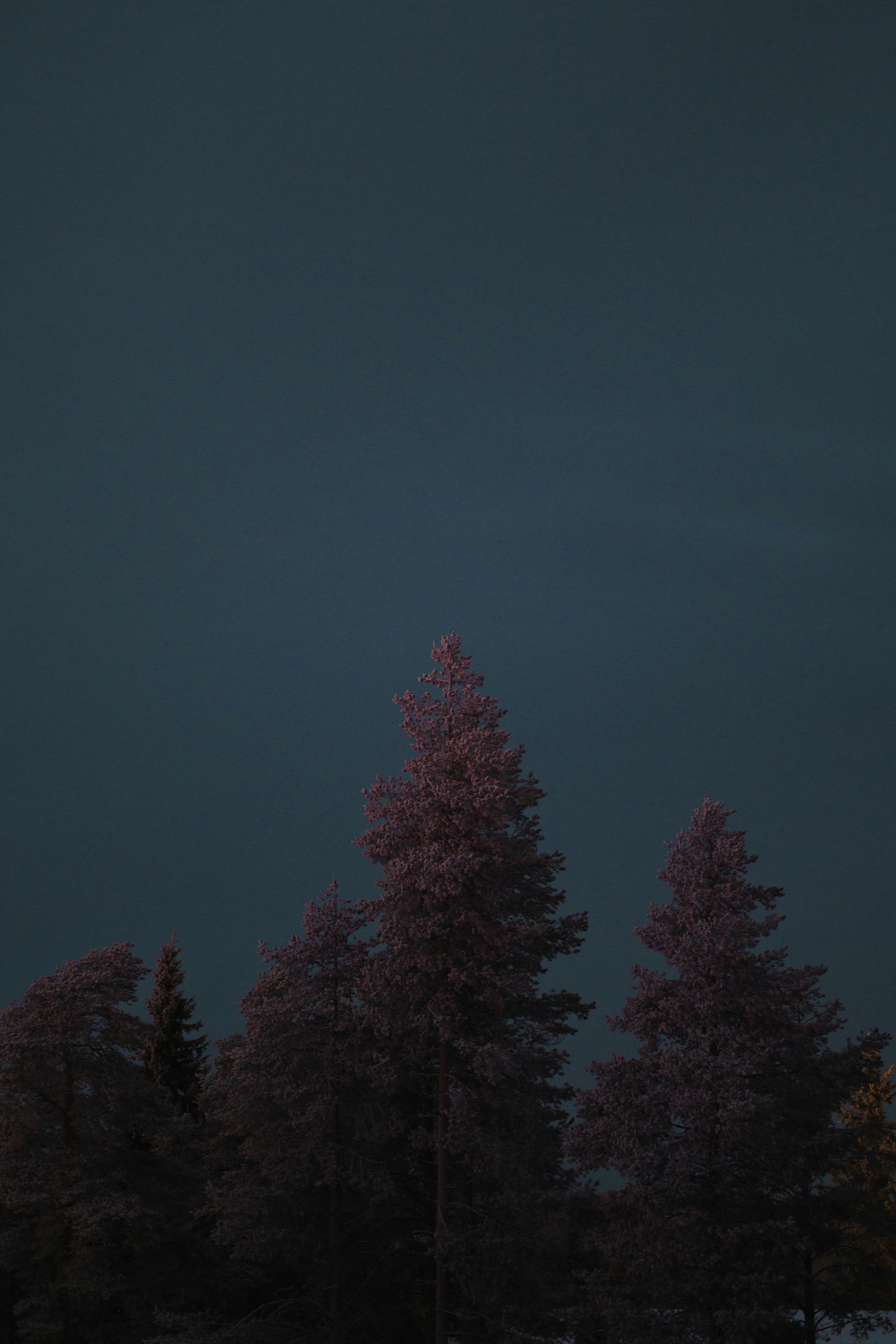 Dark evergreen trees against a deep blue sky