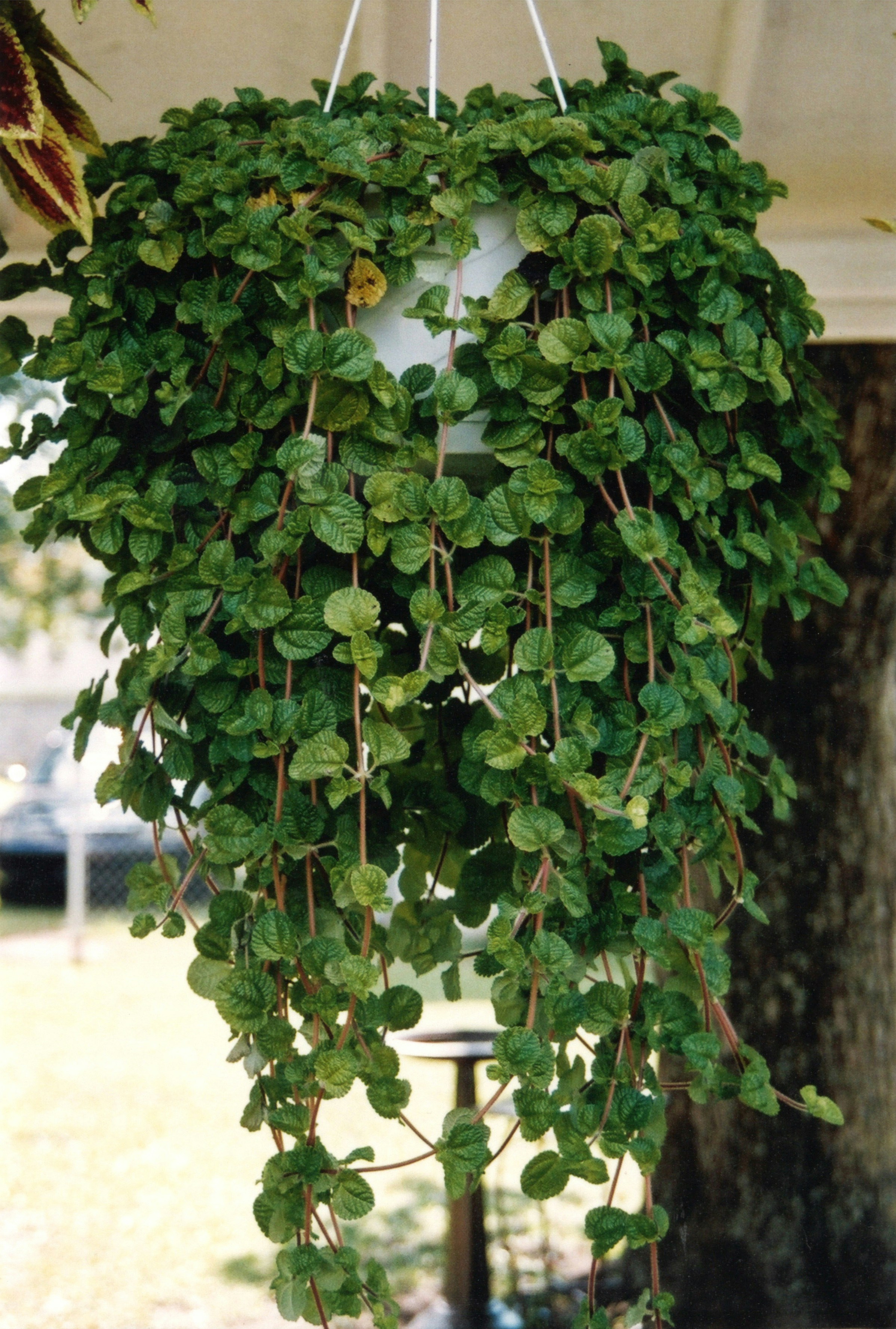 A lush green hanging plant with small leaves