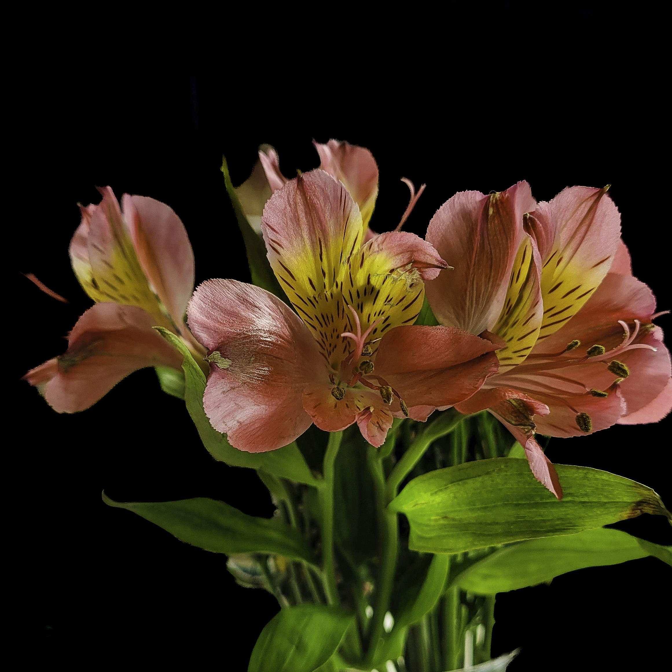 Pink alstroemeria flowers with yellow streaks on black background