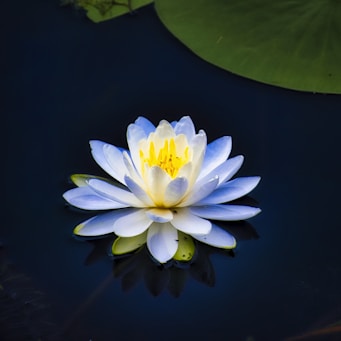 A white and yellow water lily floats on dark water.