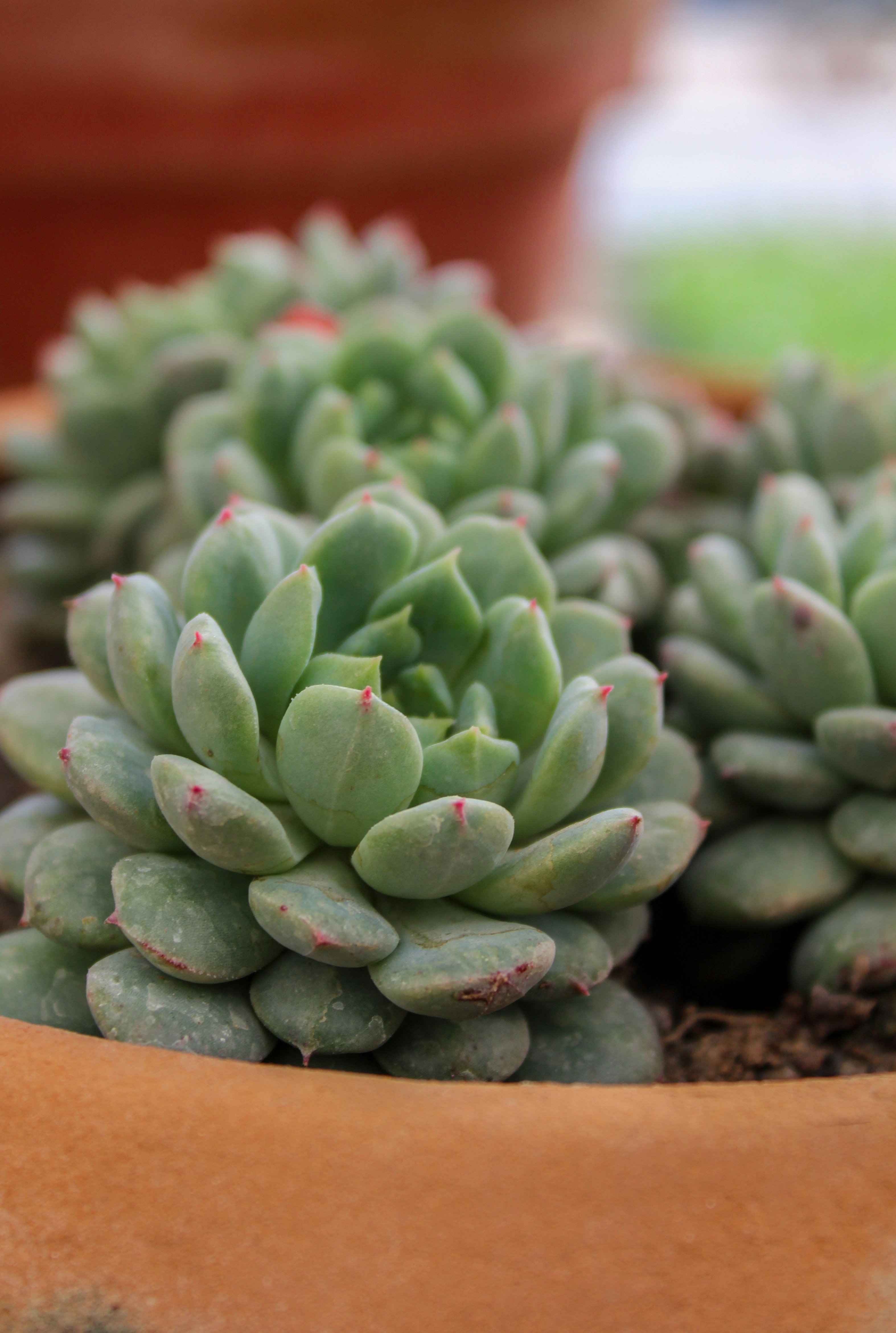 Photo by stan_dgafos_tuladhar