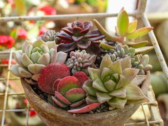 Assortment of colorful succulents in a rustic pot.