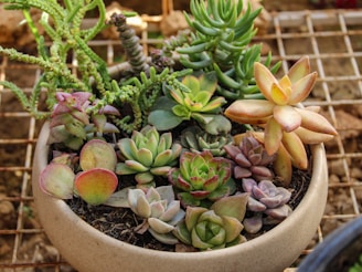 A variety of succulents planted in a round pot.
