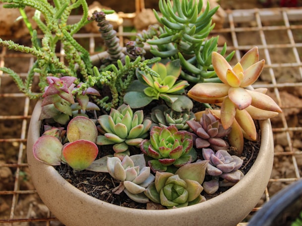 A variety of succulents planted in a round pot.