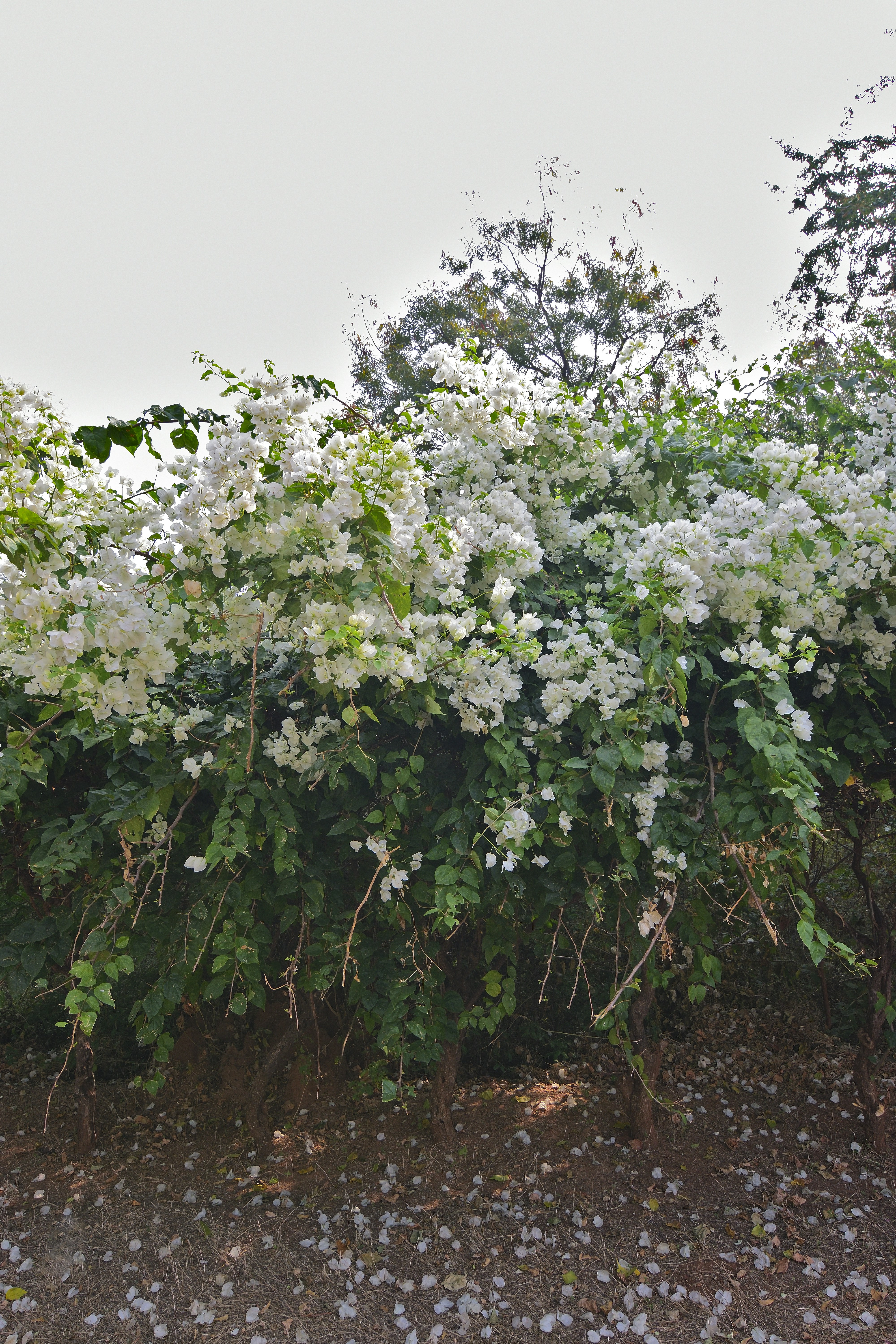 White bougainvillea flowers bloom abundantly on a bush.