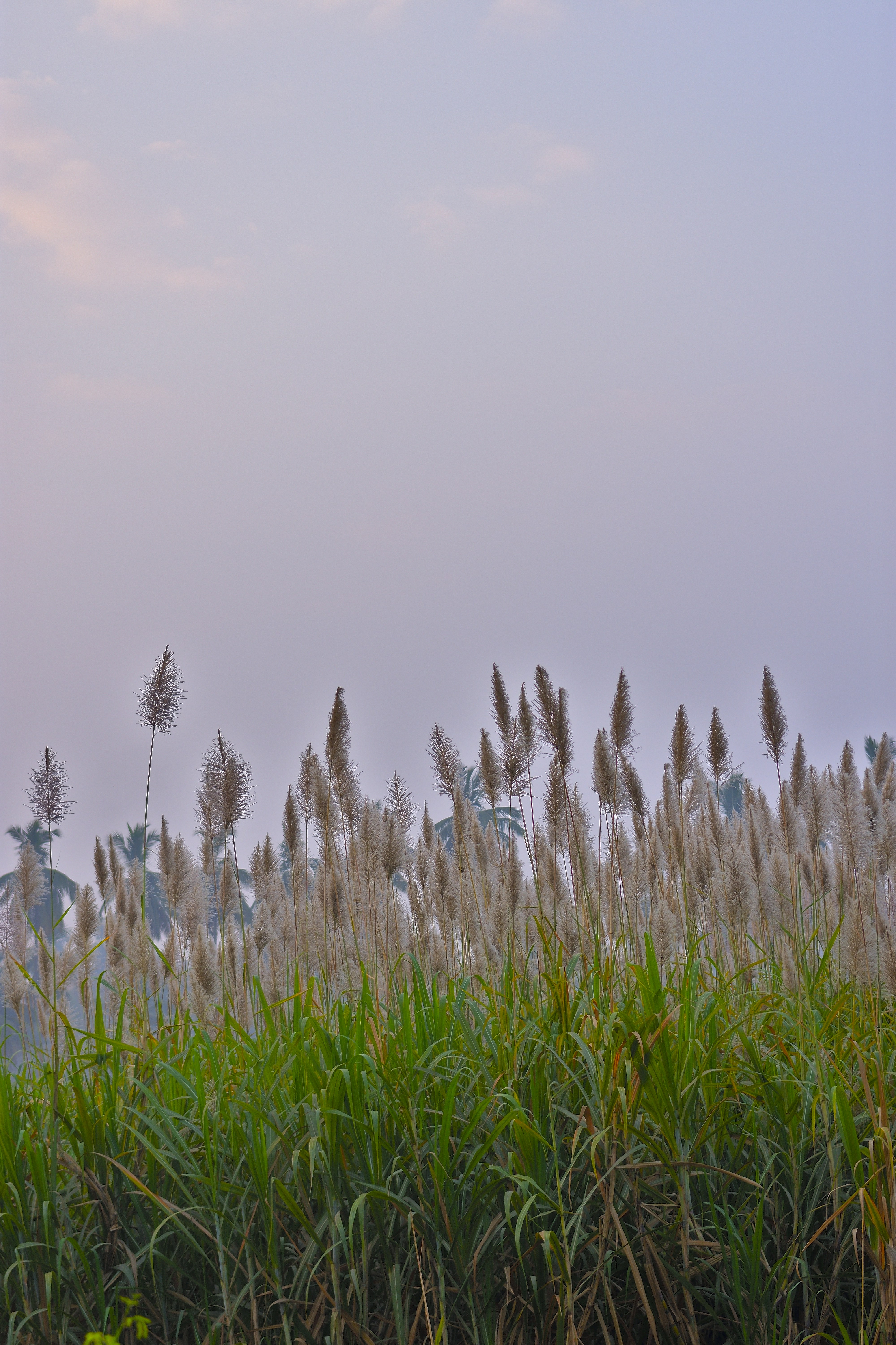 Tall reeds and green grass under a hazy sky.