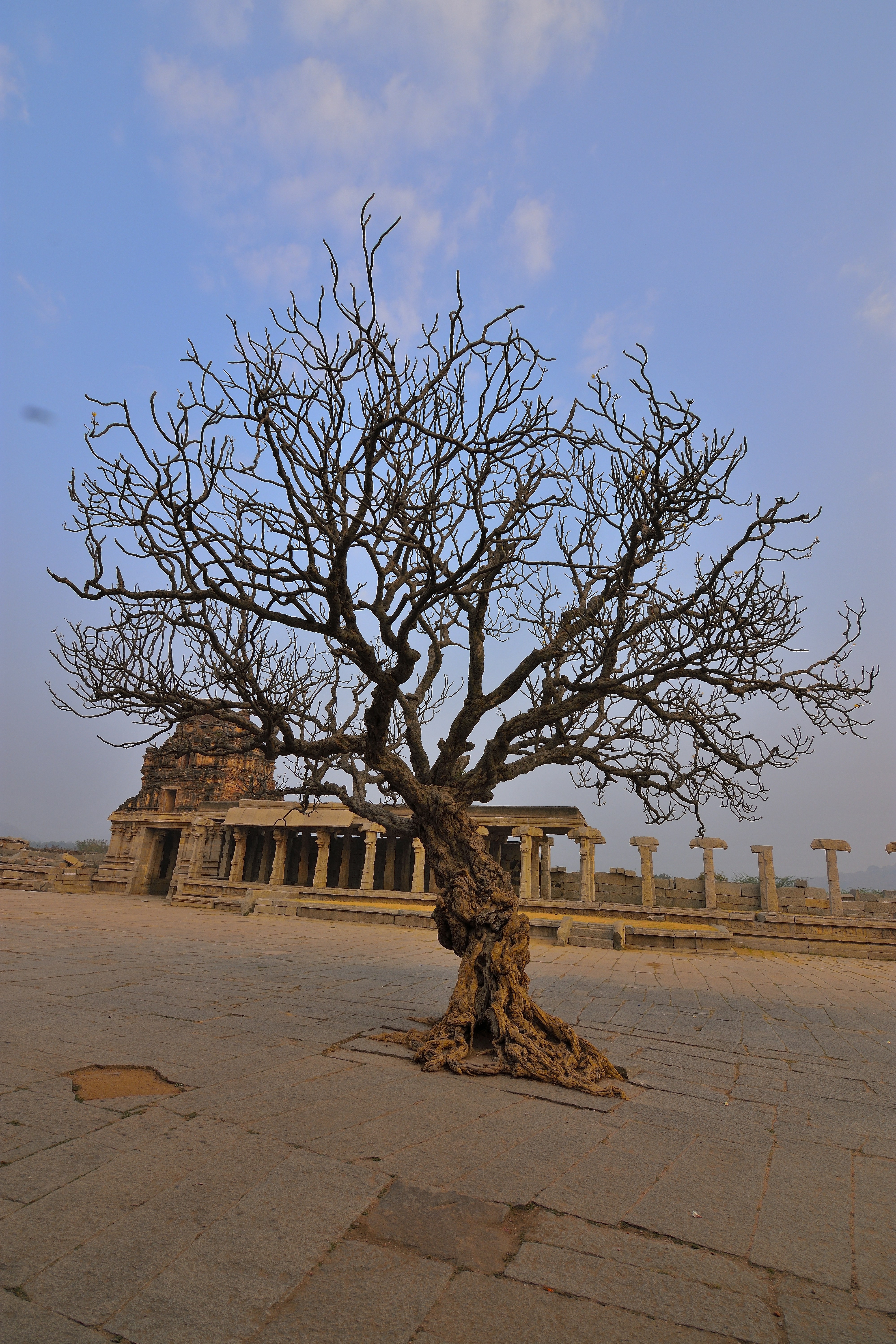 Bare tree stands before ancient ruins and columns.