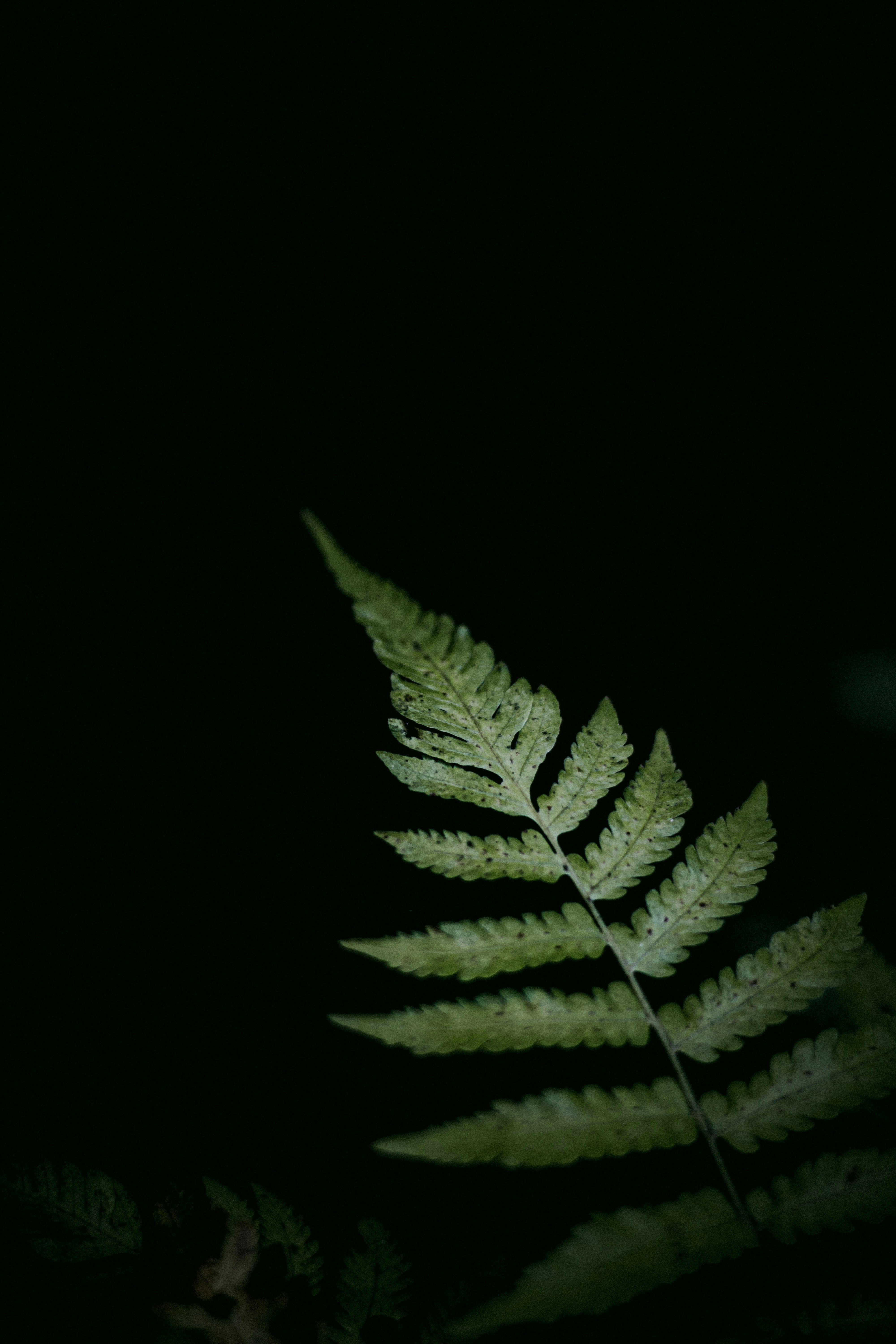 Photo by vishnukalanad