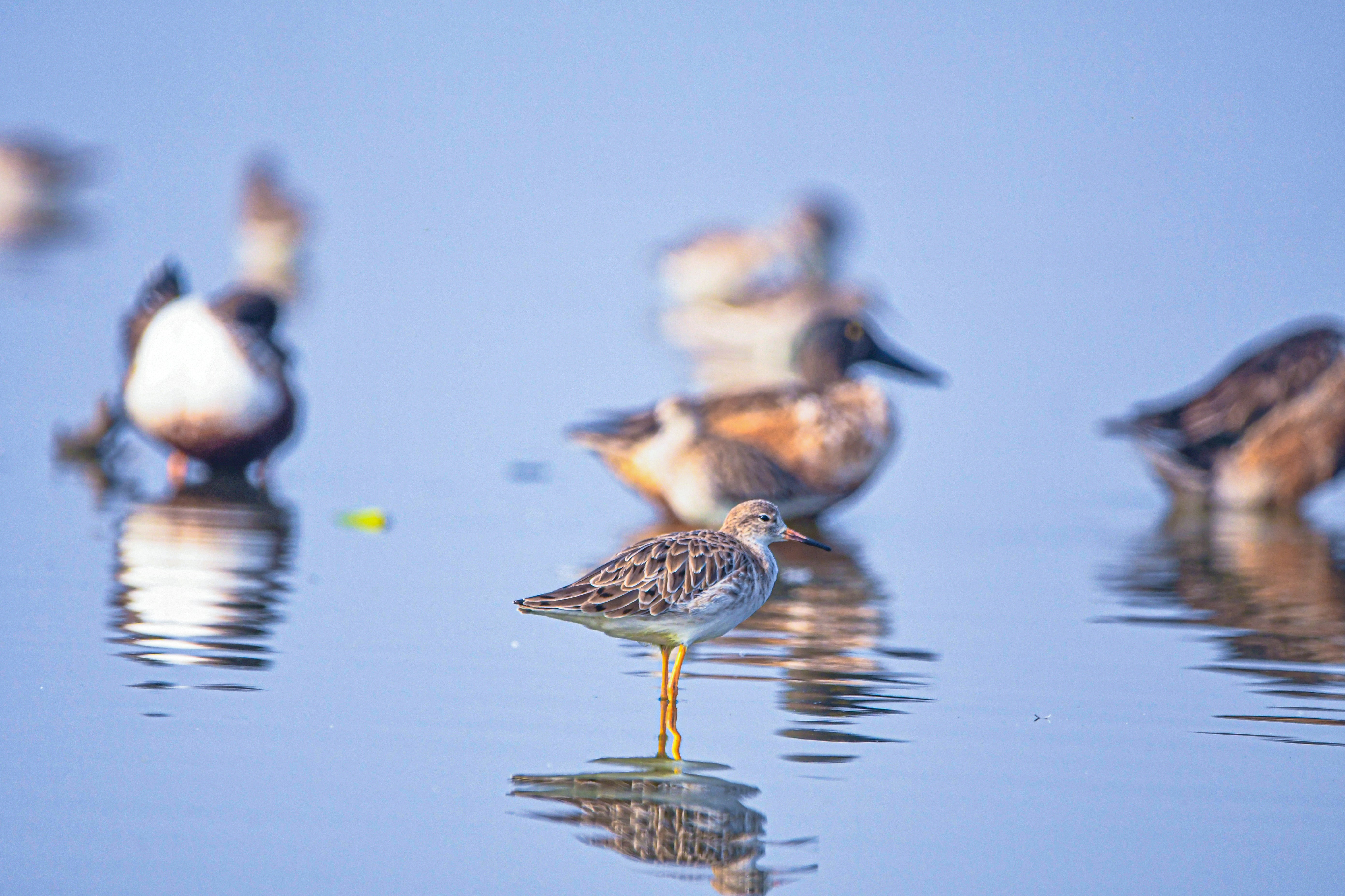Several shorebirds wading in shallow blue water.