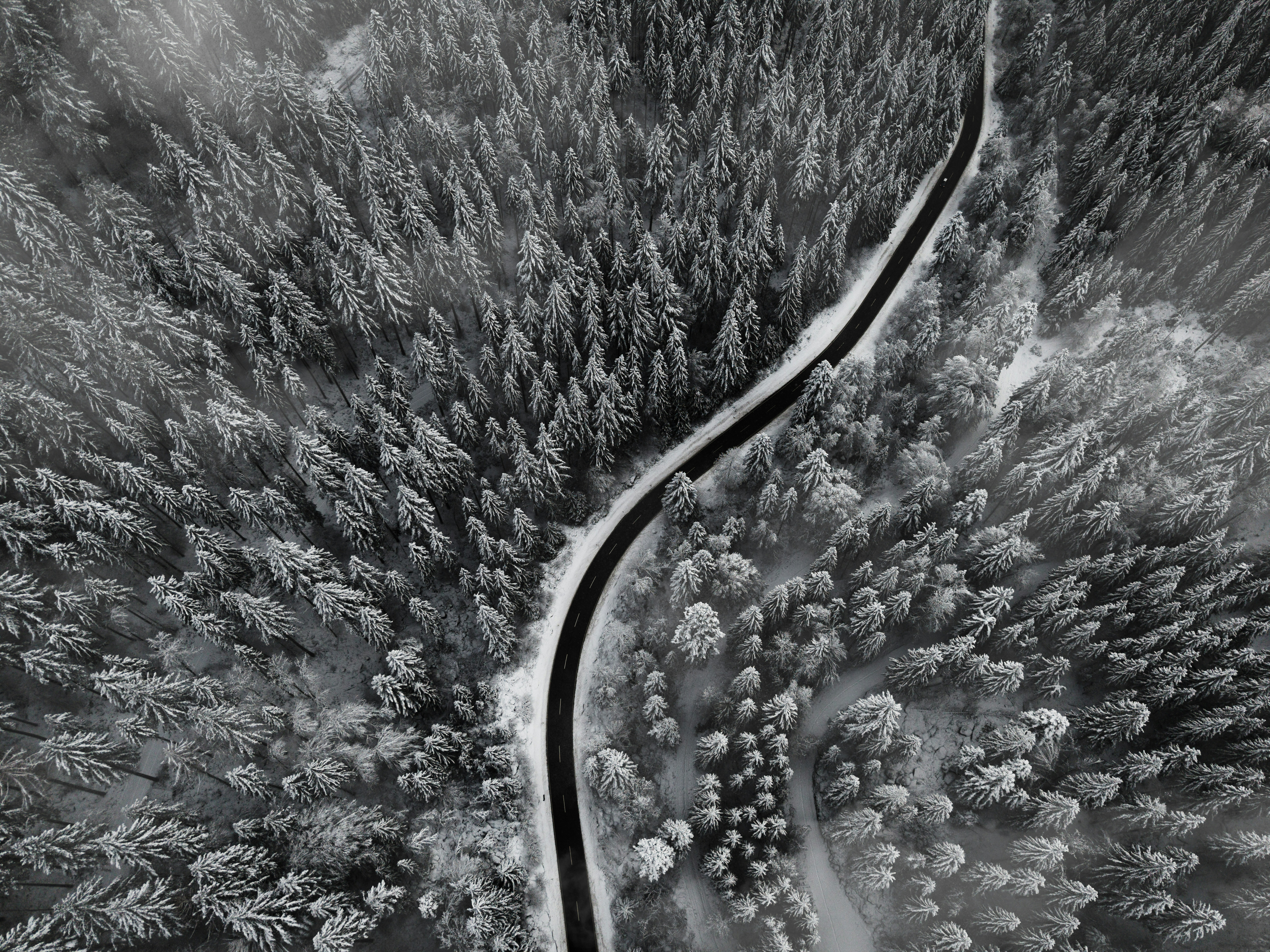 Winding road through a snow-covered forest