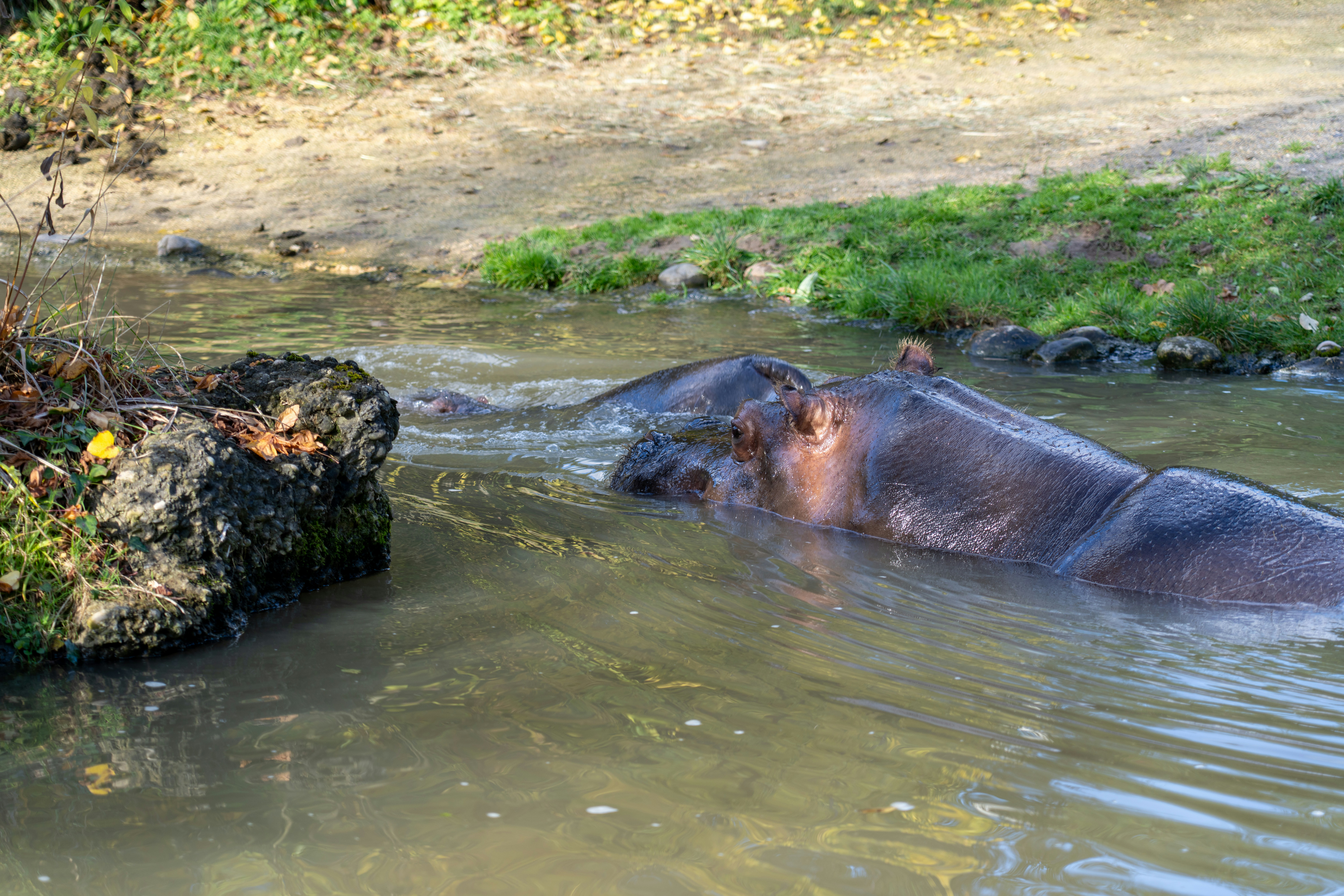 Hippopotamus partially submerged in murky water