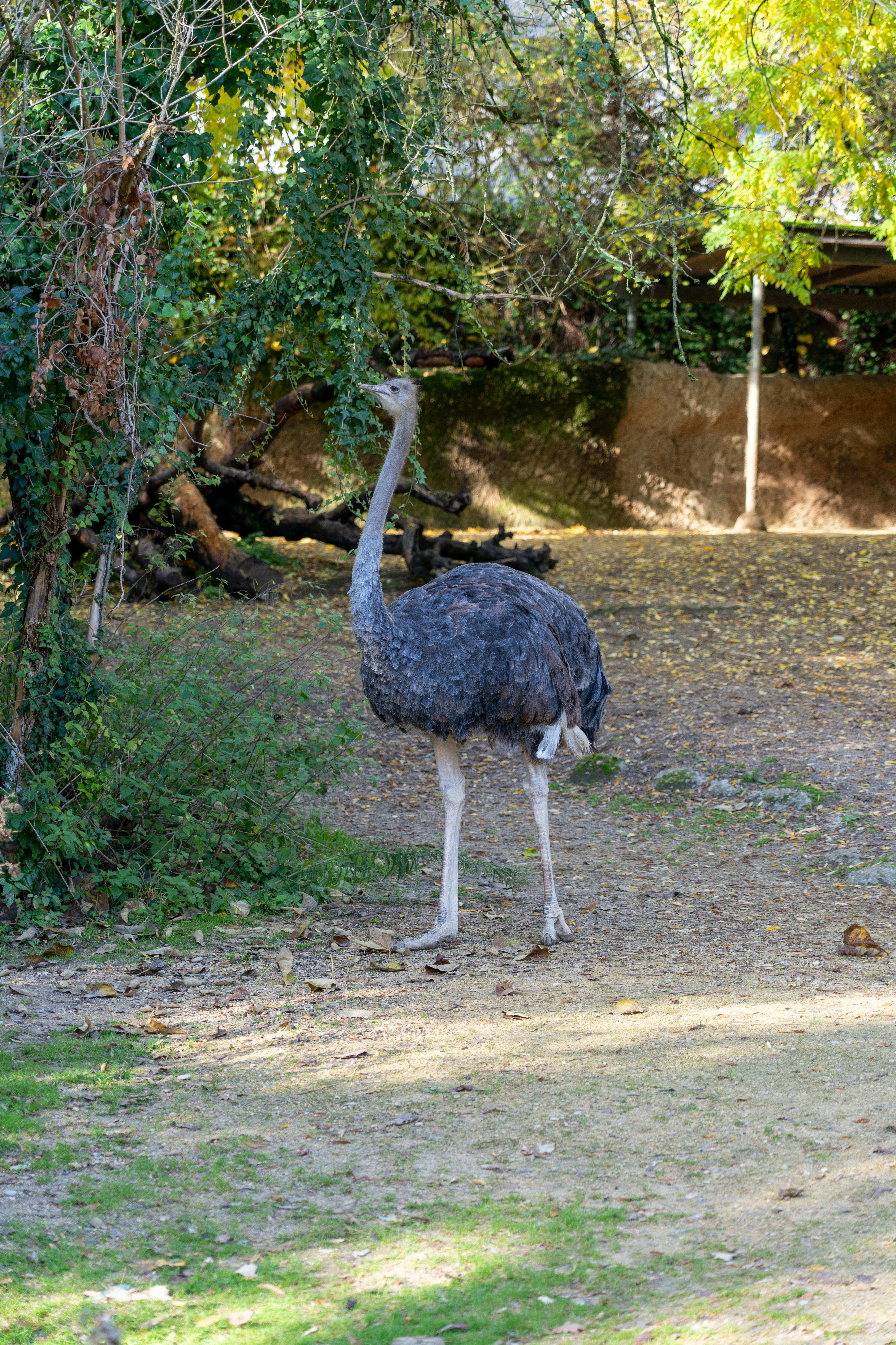 An ostrich stands in a grassy, tree-lined enclosure.