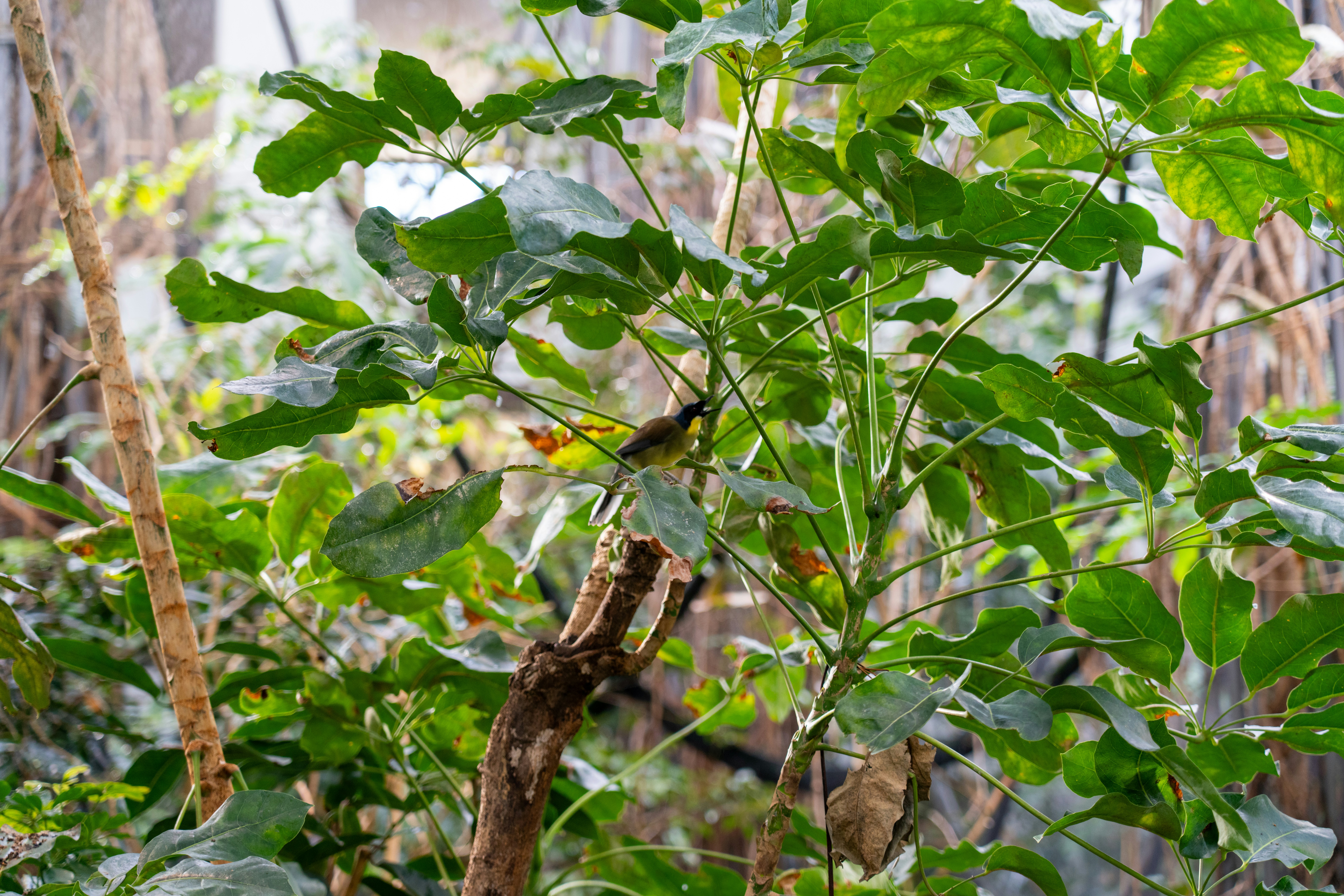 A small bird perches on a branch amidst green leaves.