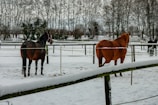 Two horses stand in a snowy enclosure with trees.