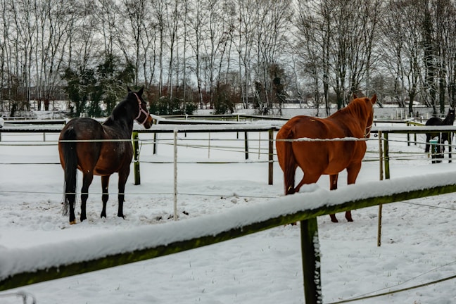 Two horses stand in a snowy enclosure with trees.