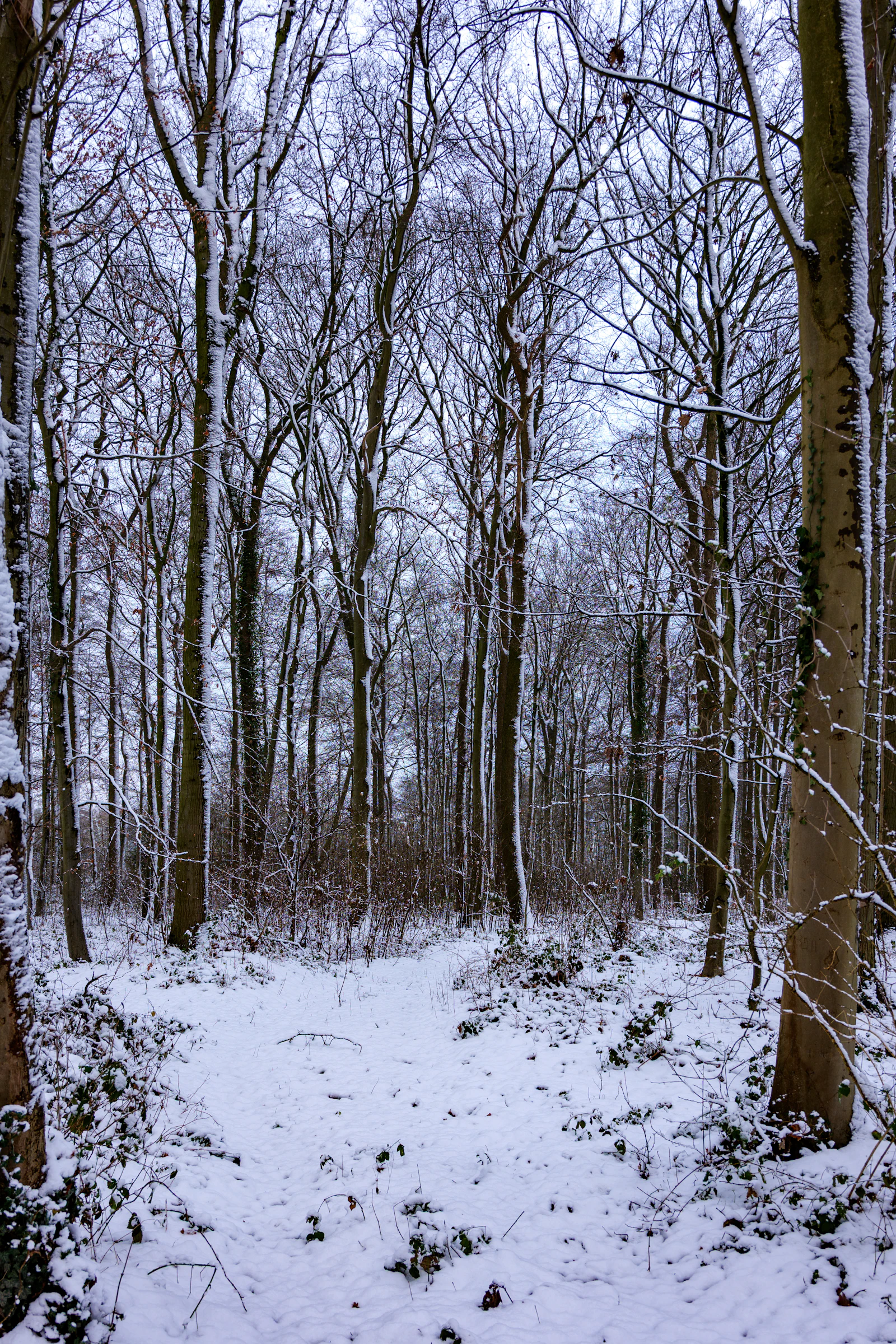 Verschneiter Weg durch einen winterlichen Wald