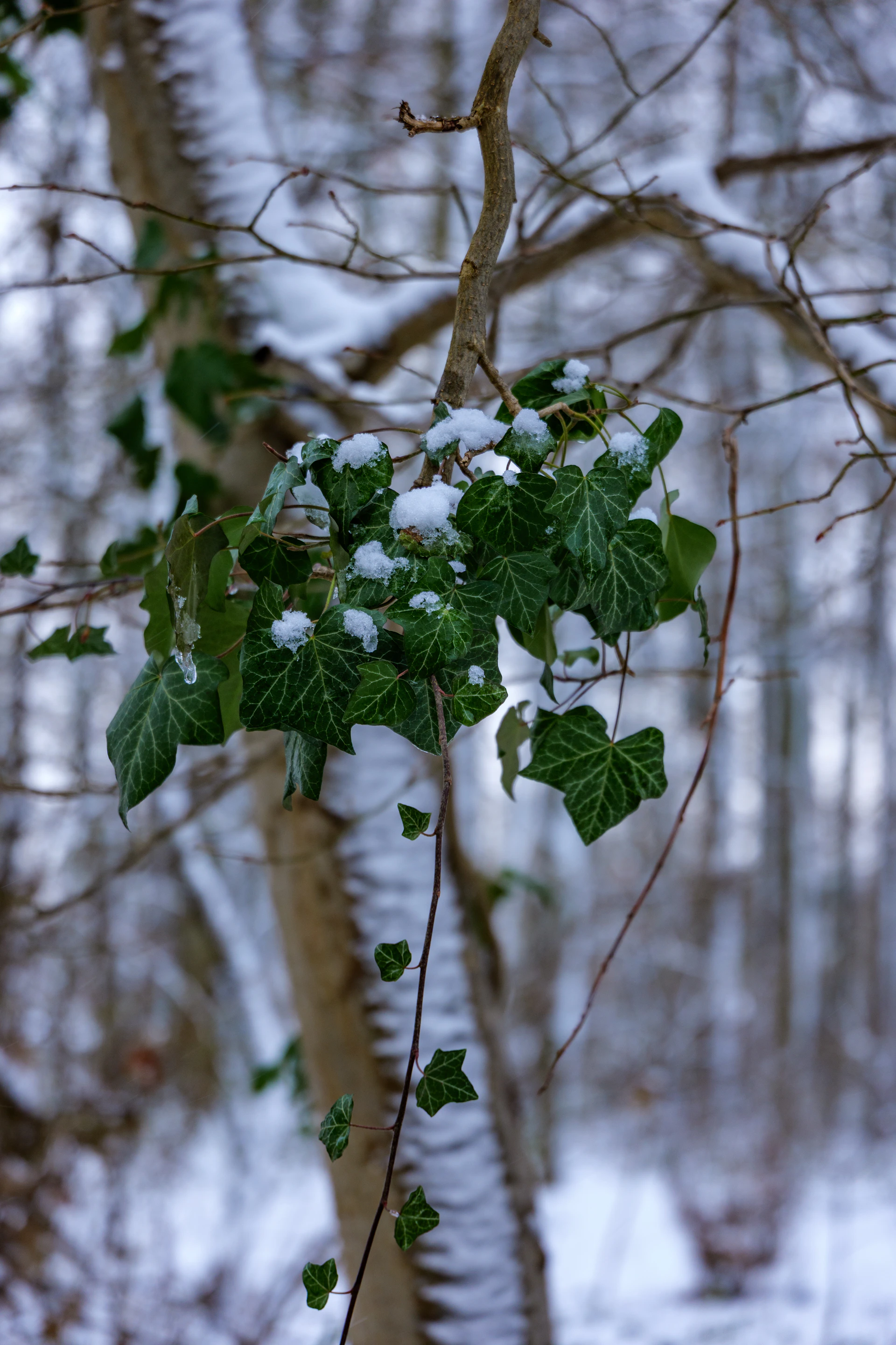 Green ivy leaves covered in snow on a branch.