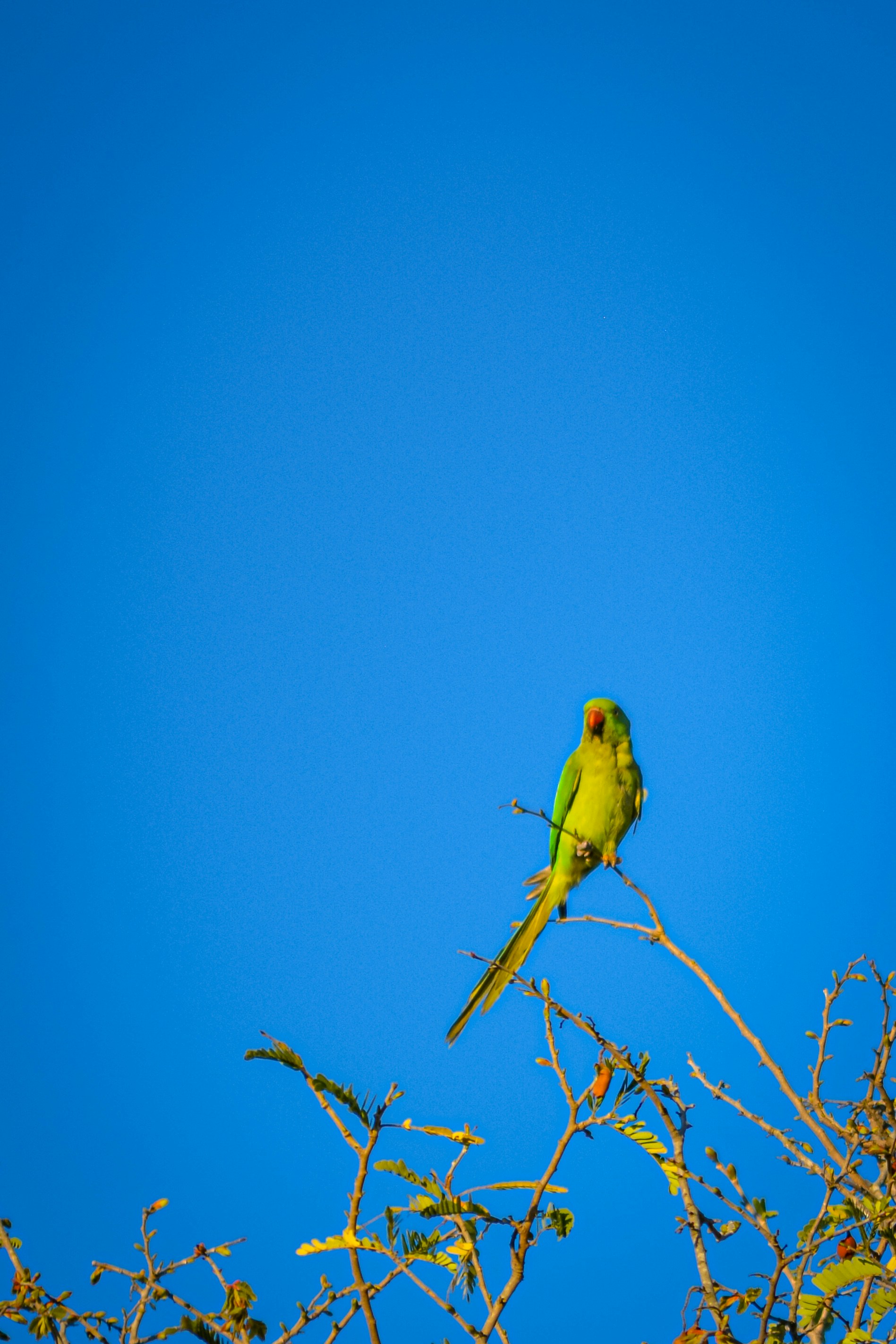 Photo by prasanthcaptures