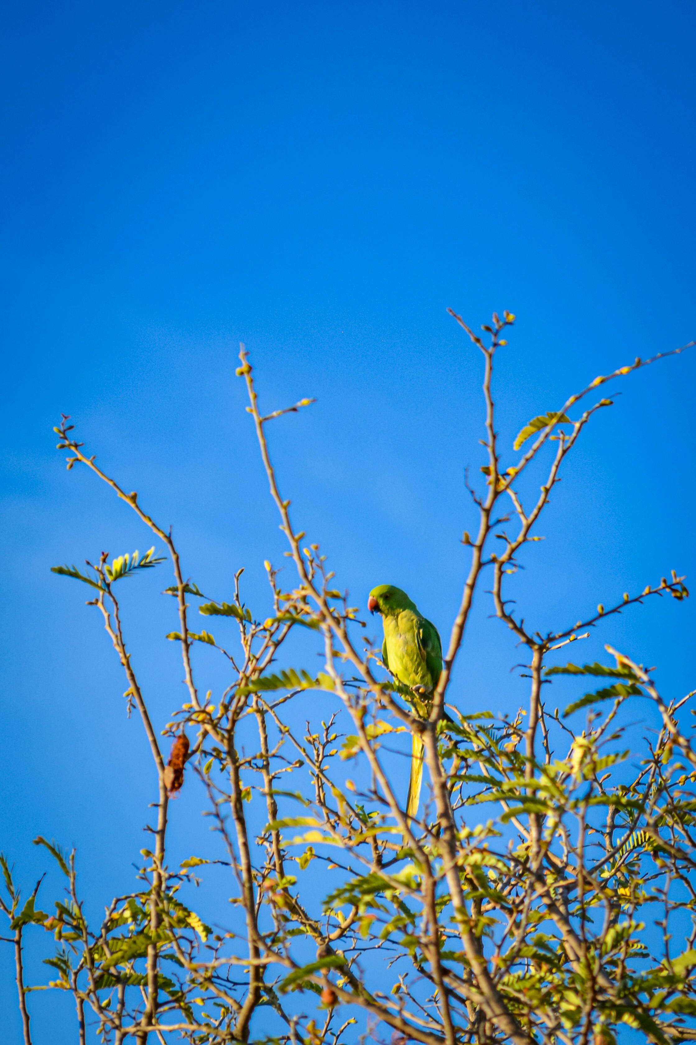 Photo by prasanthcaptures