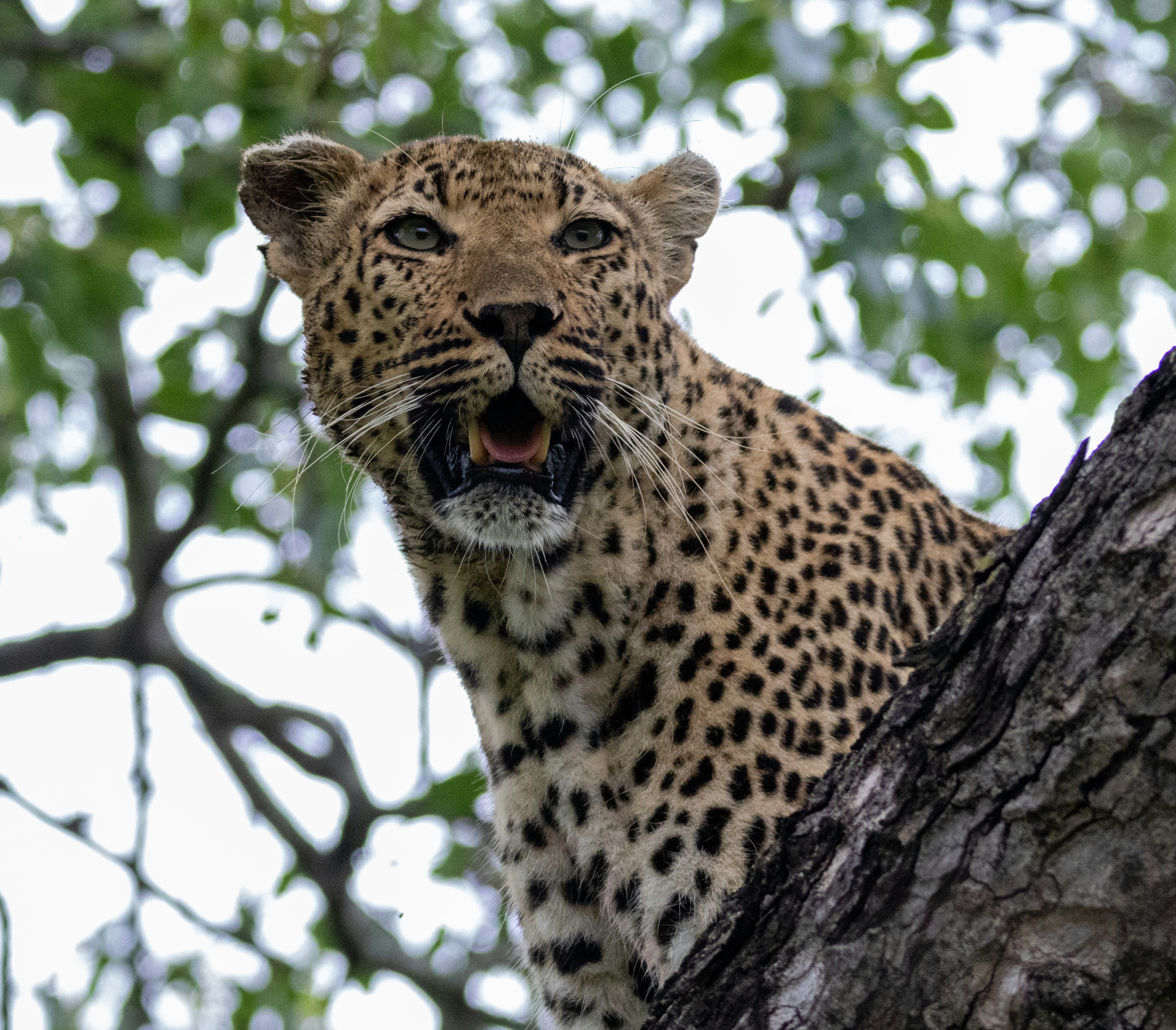 Photo by wimvanginkel