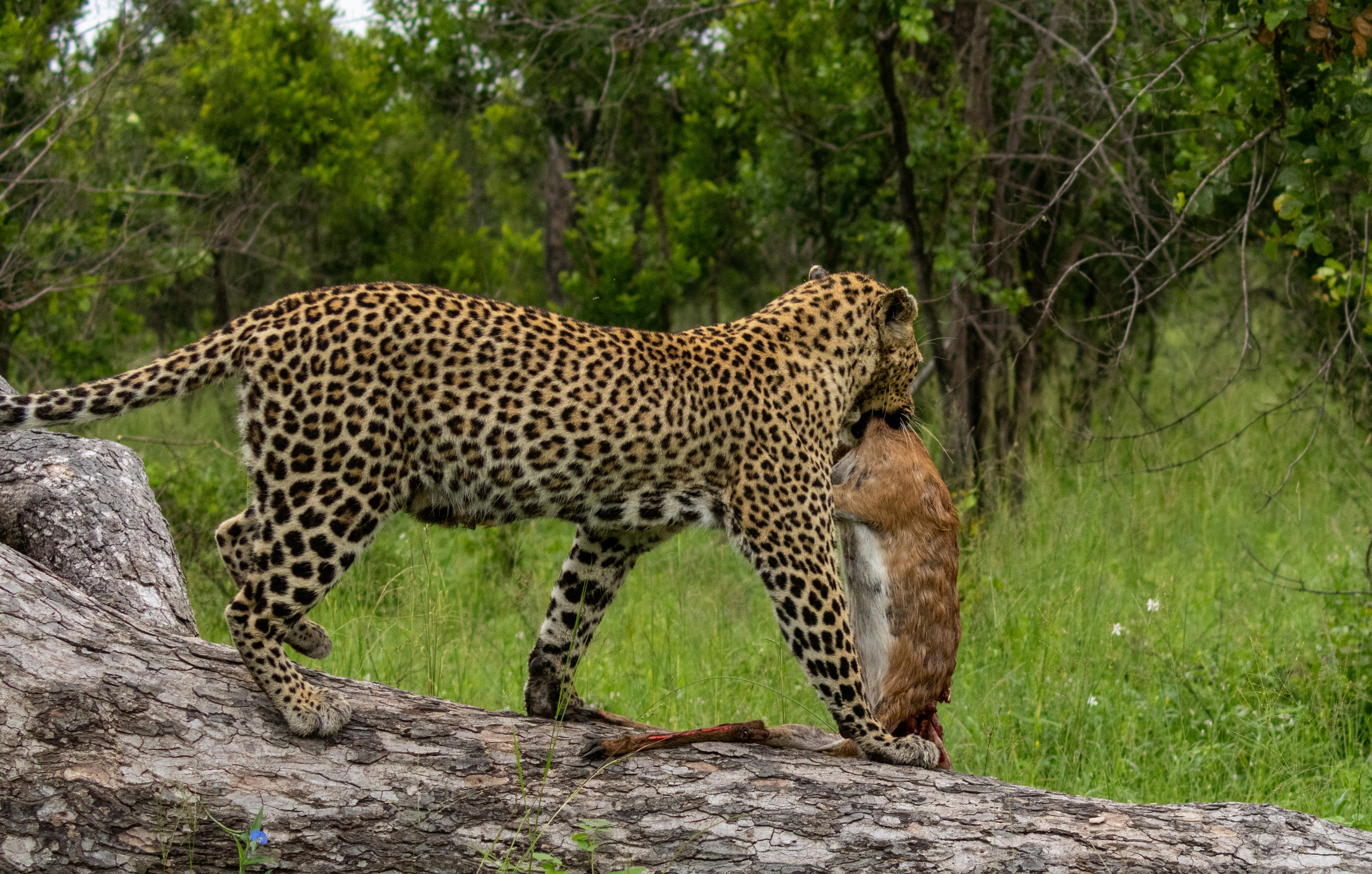 Photo by wimvanginkel