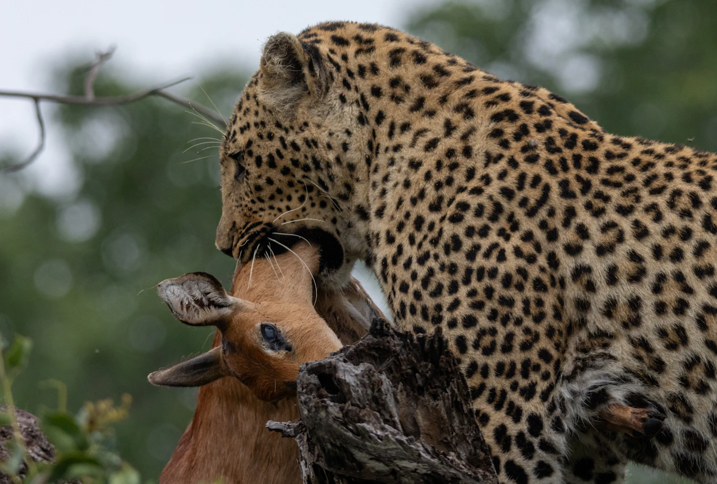 A leopard carrying its kill into cover, gone before most vehicles notice