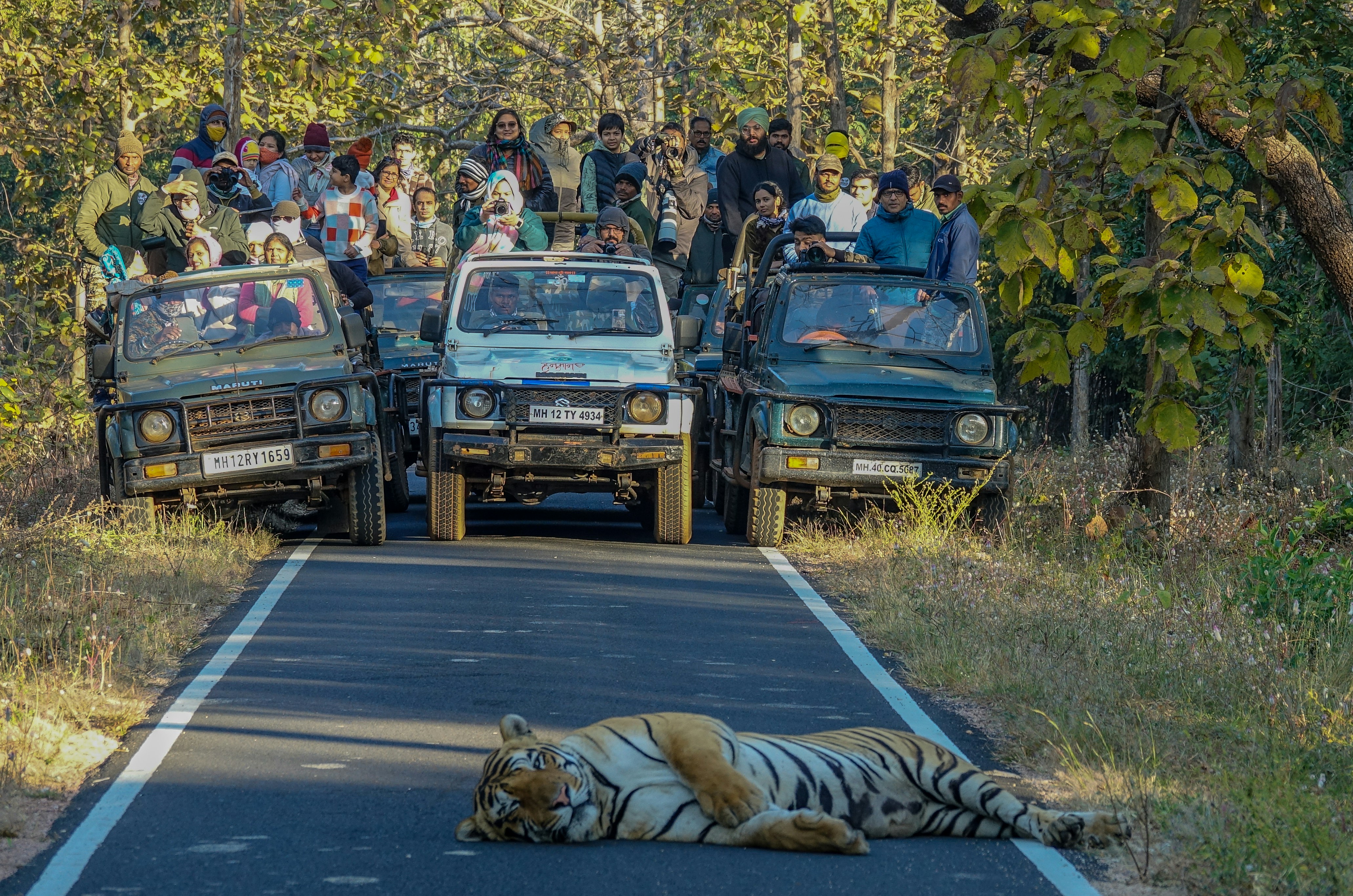 タイガーが道路上で休み、サファリジープが見守っている