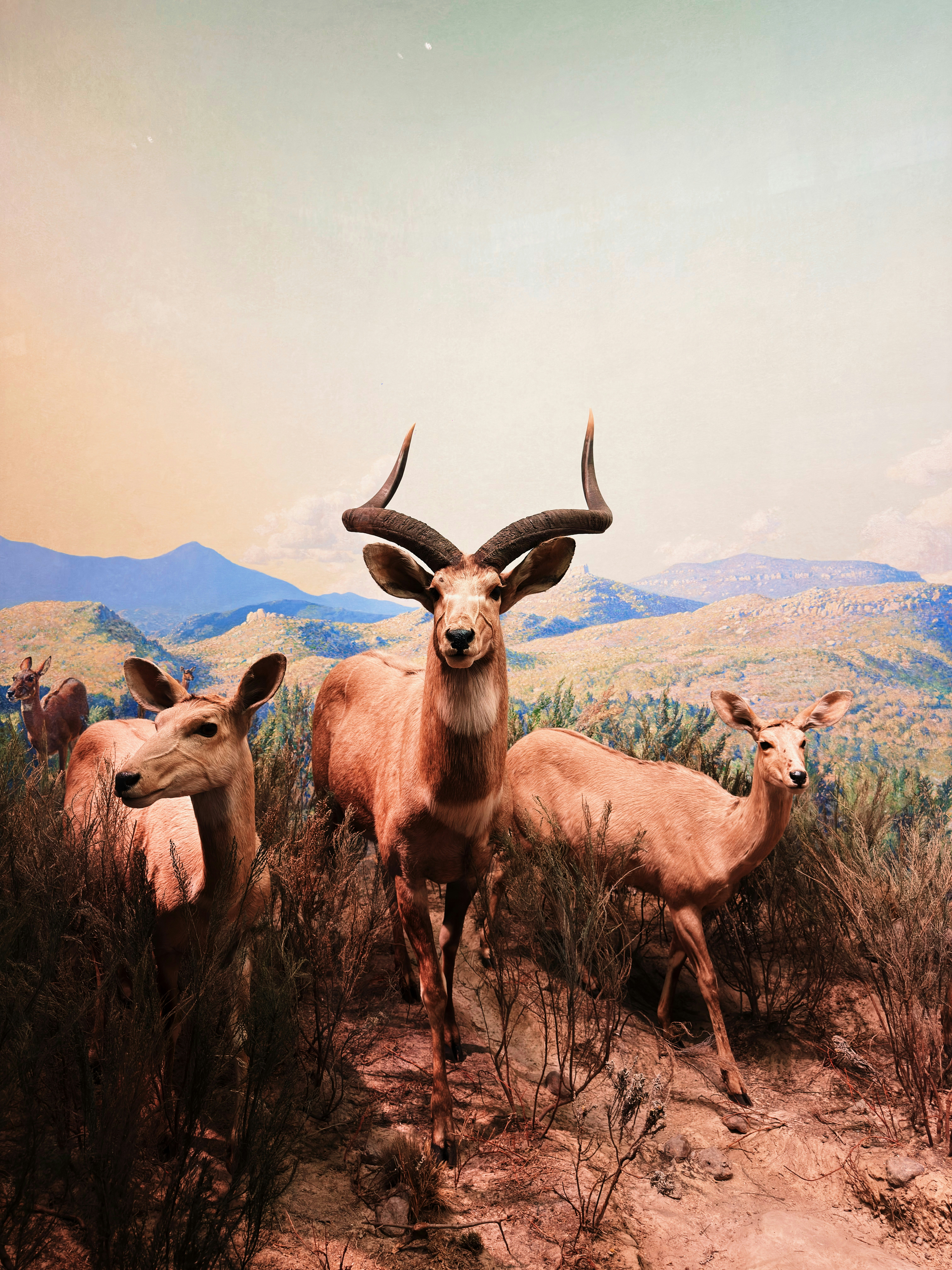 Three antelopes stand in a grassy landscape.