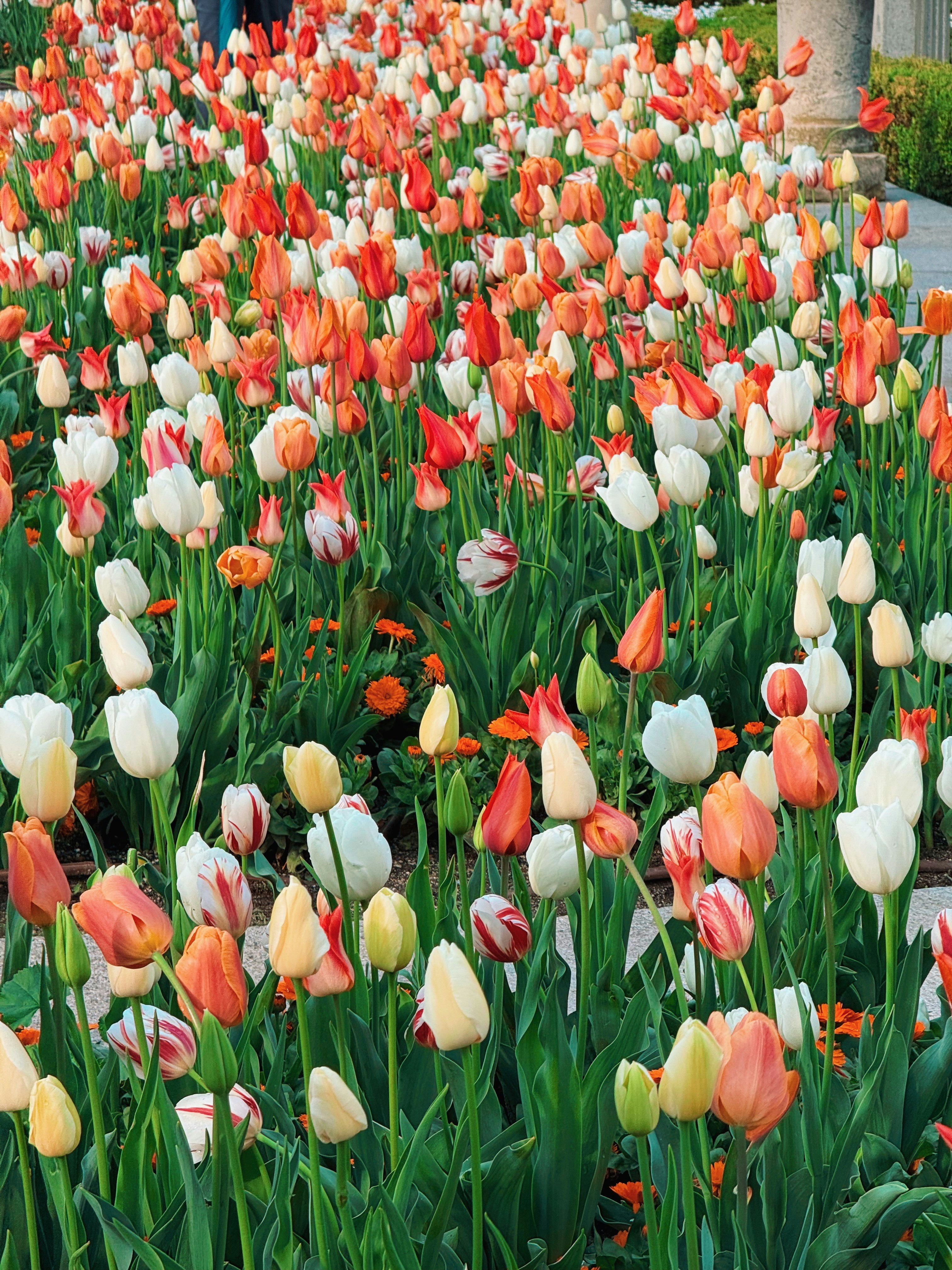 A field of colorful tulips in bloom