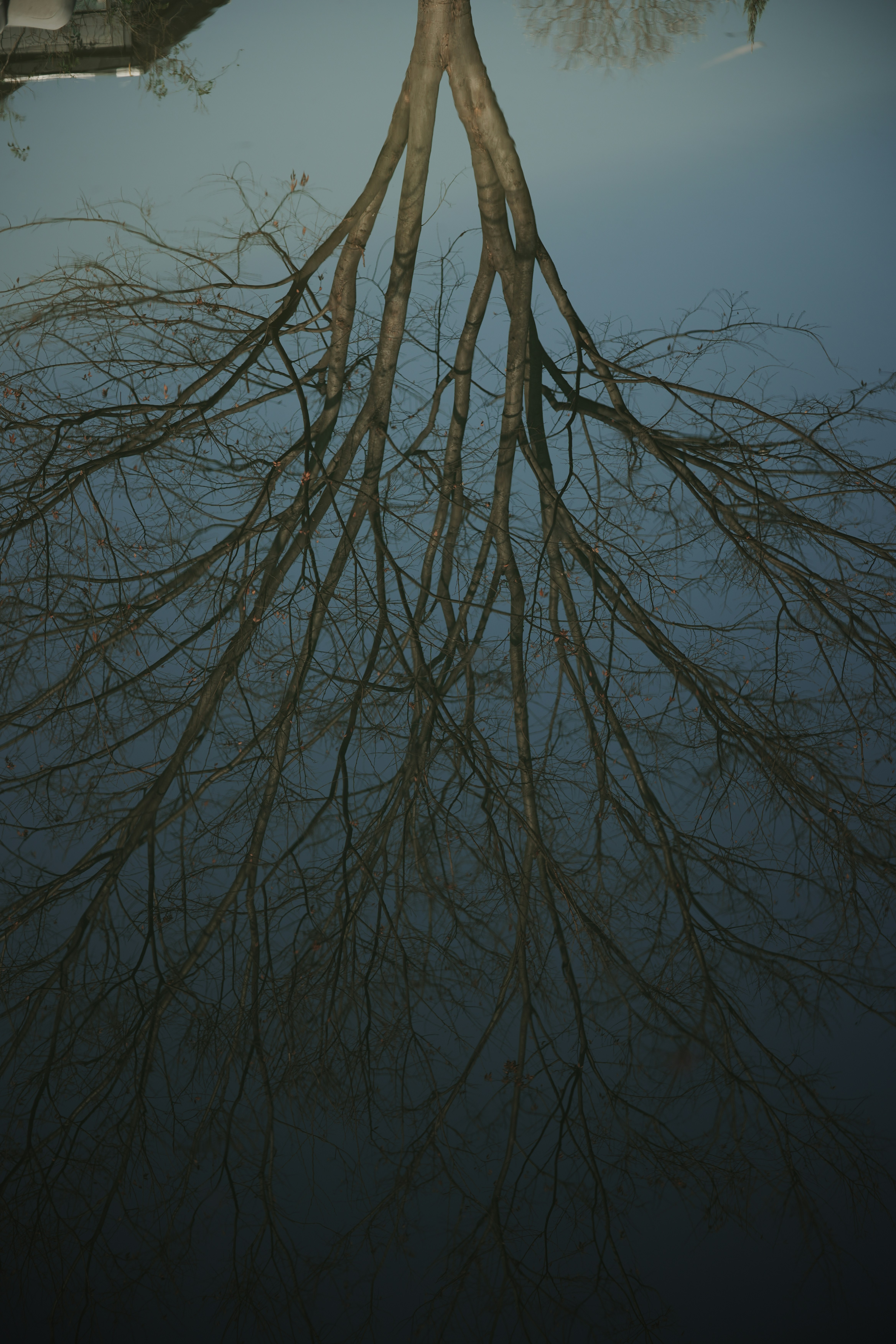 Bare tree branches reflected in dark water
