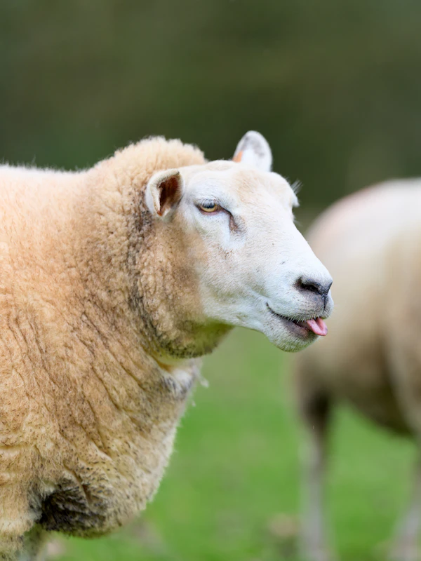 A sheep with its tongue sticking out