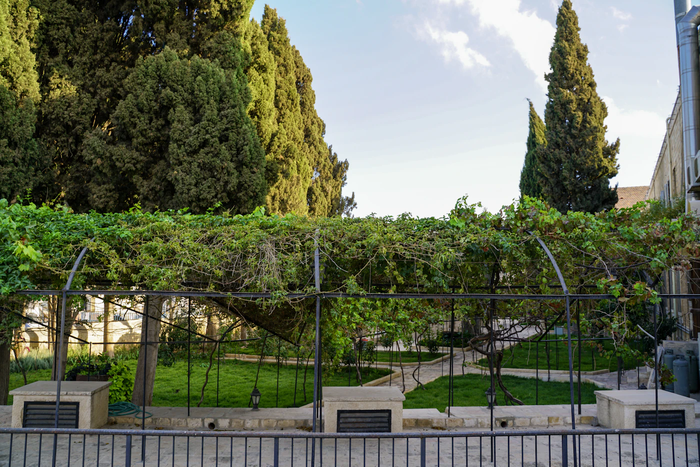 Jardin sous pergola, arbres taillés