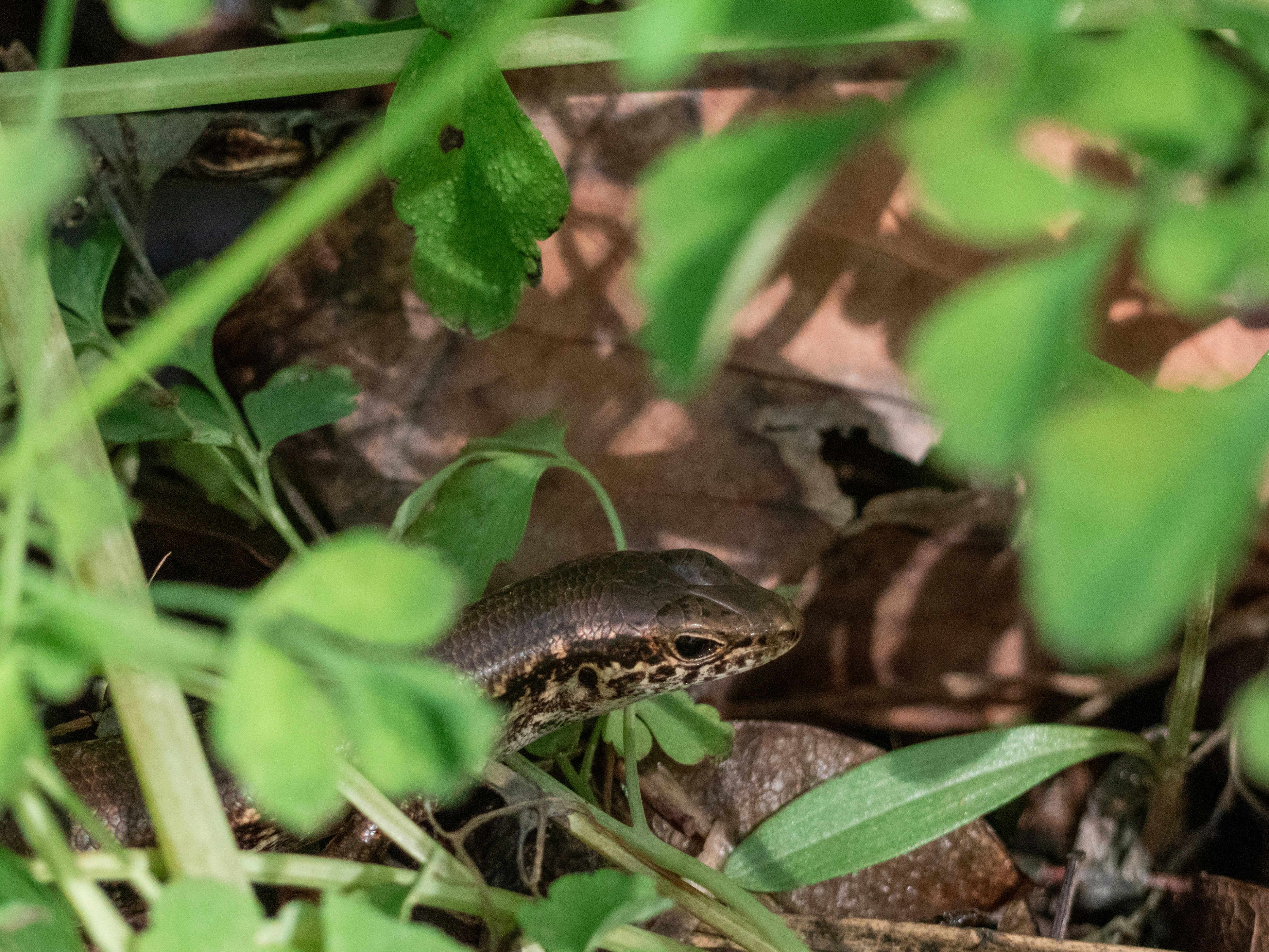 A small lizard peeking through green leaves