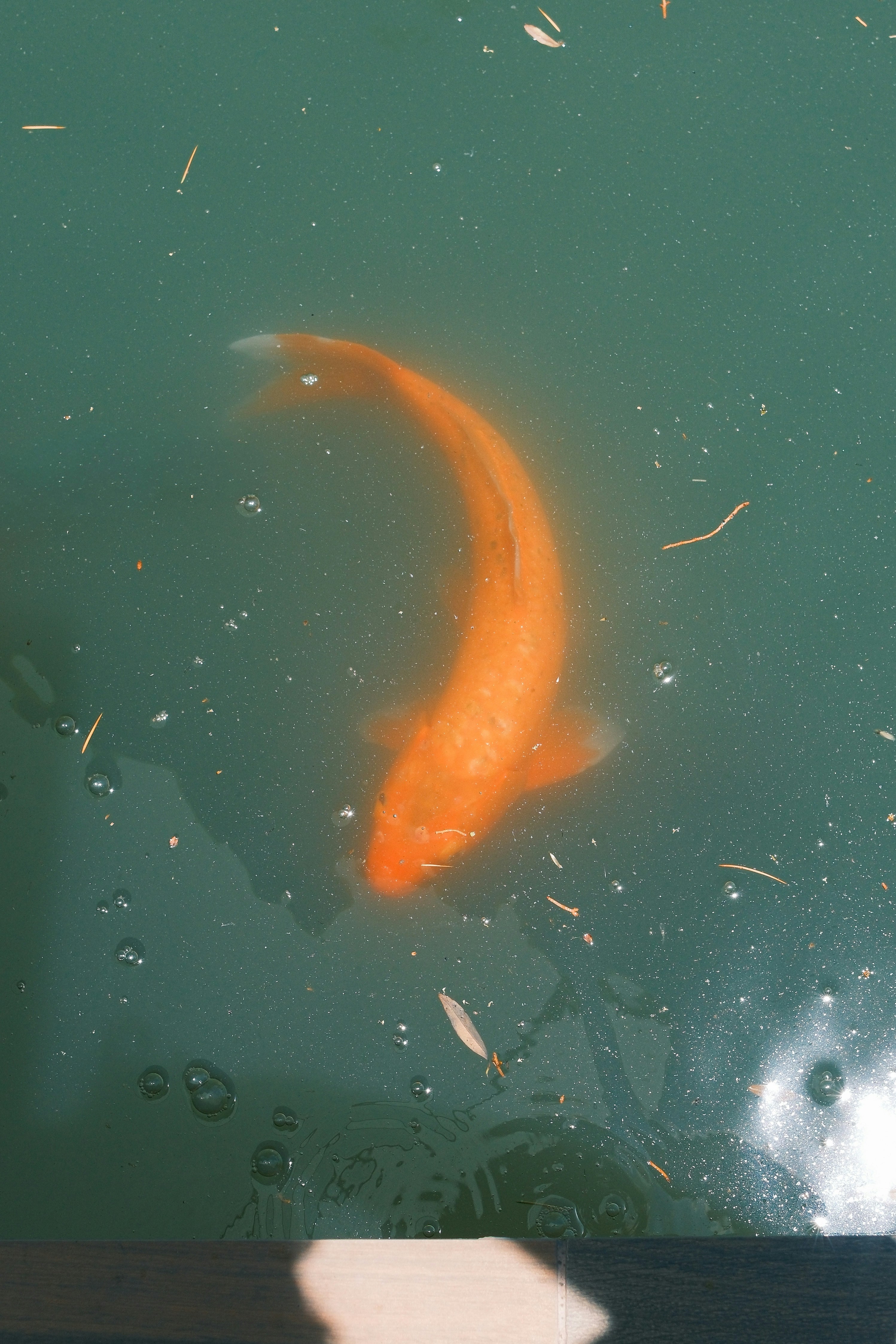 Photo by justalifein