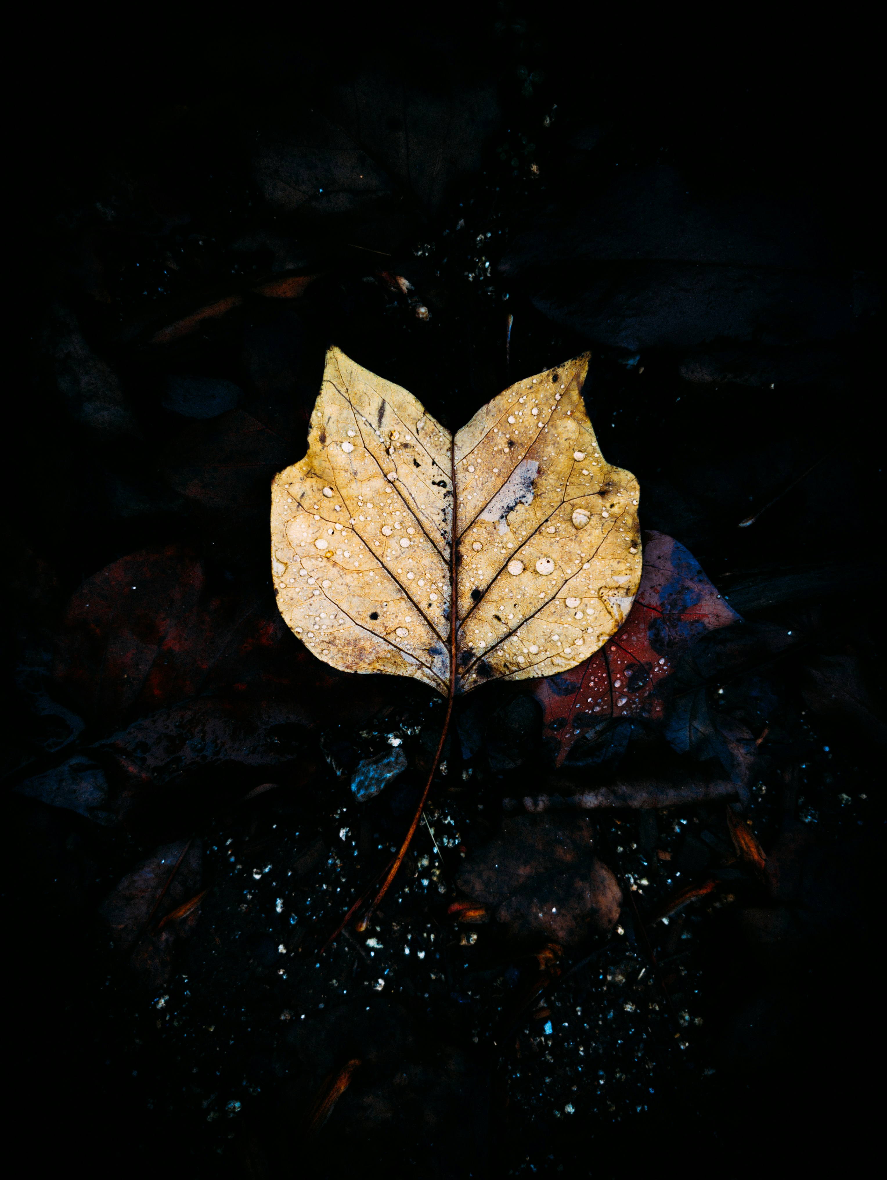 Una sola hoja amarilla con gotas de agua.