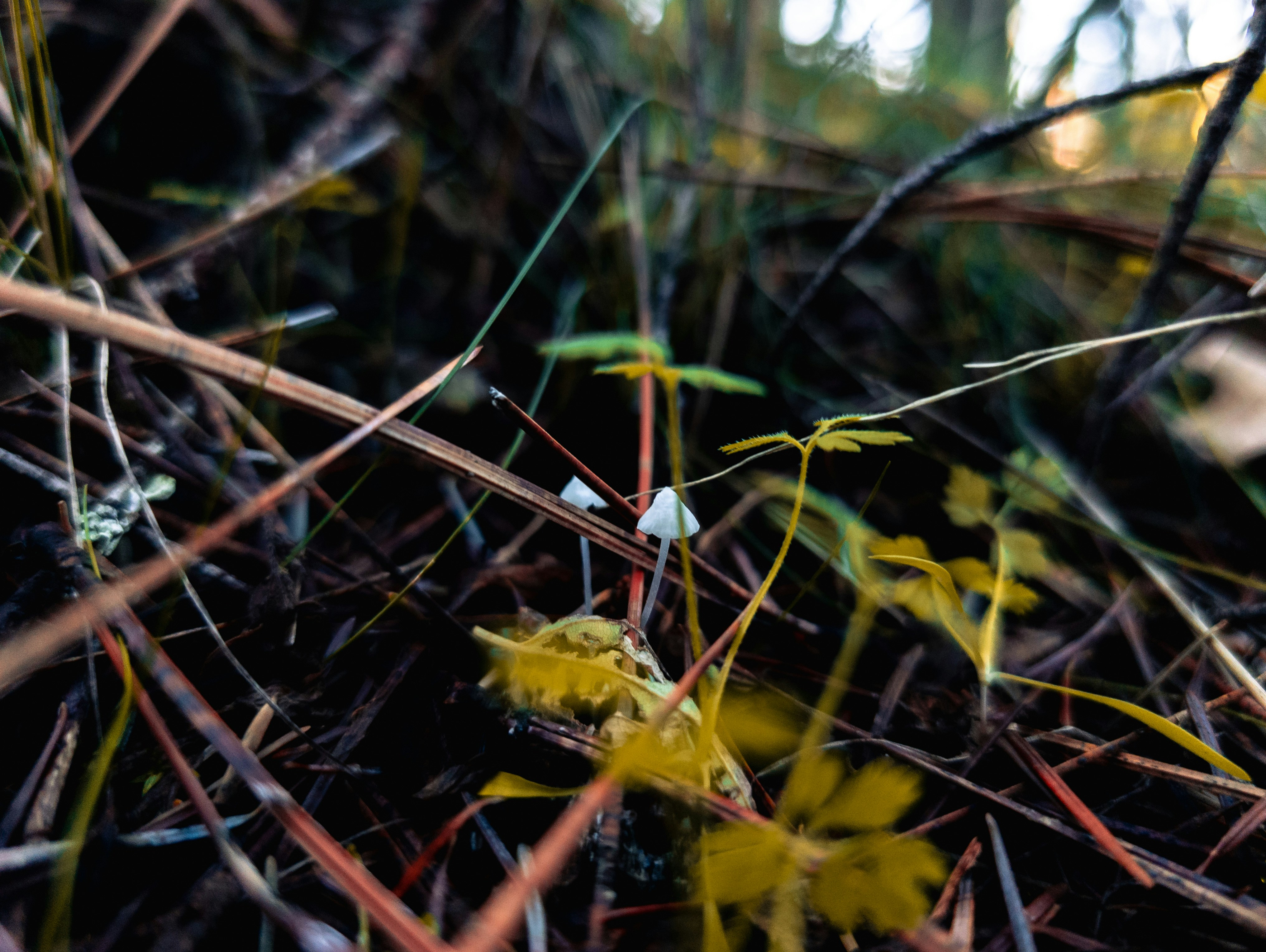 Photo by nathanguzman