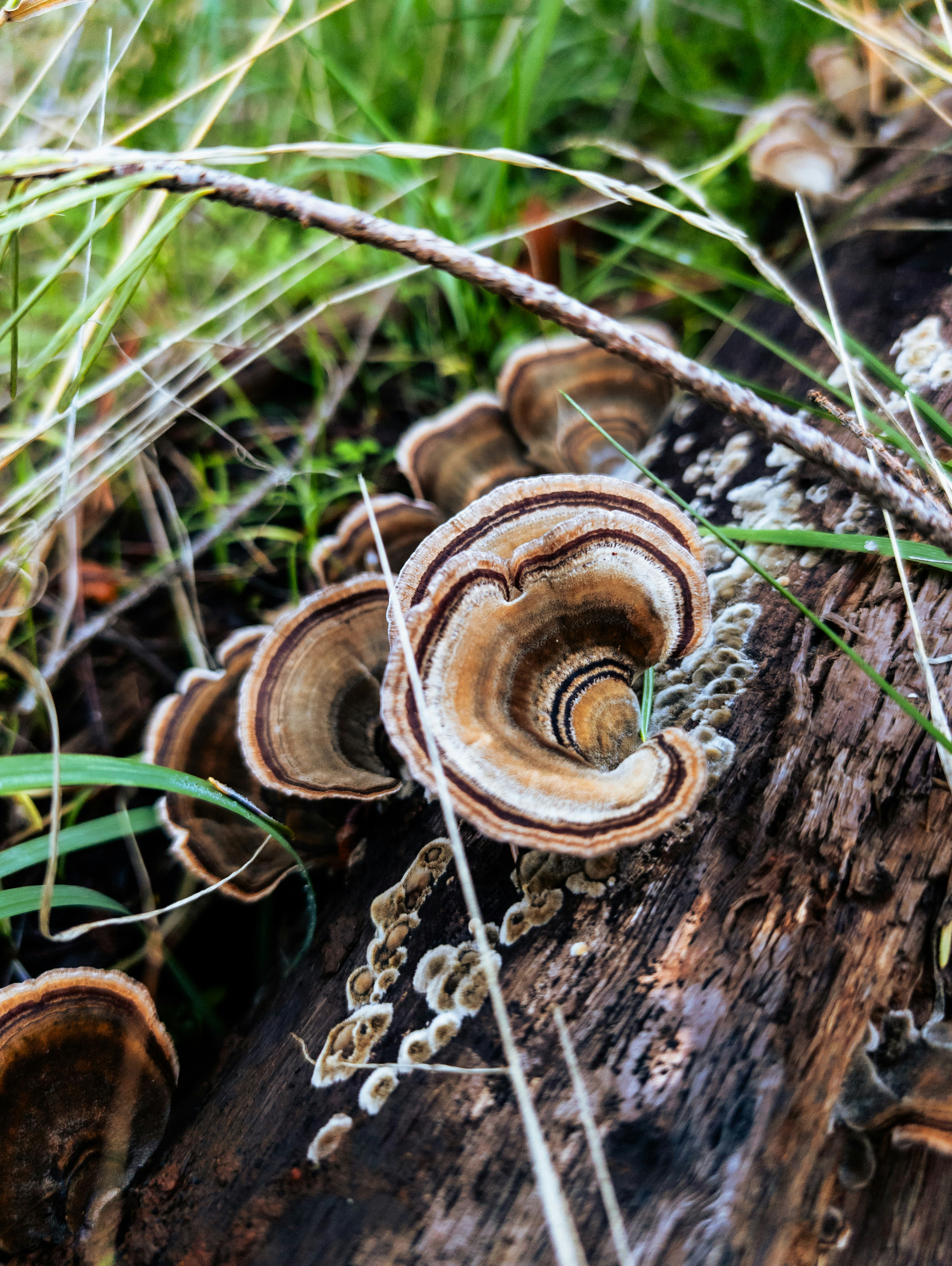Anillos concéntricos en hongos de estantería creciendo sobre un tronco.