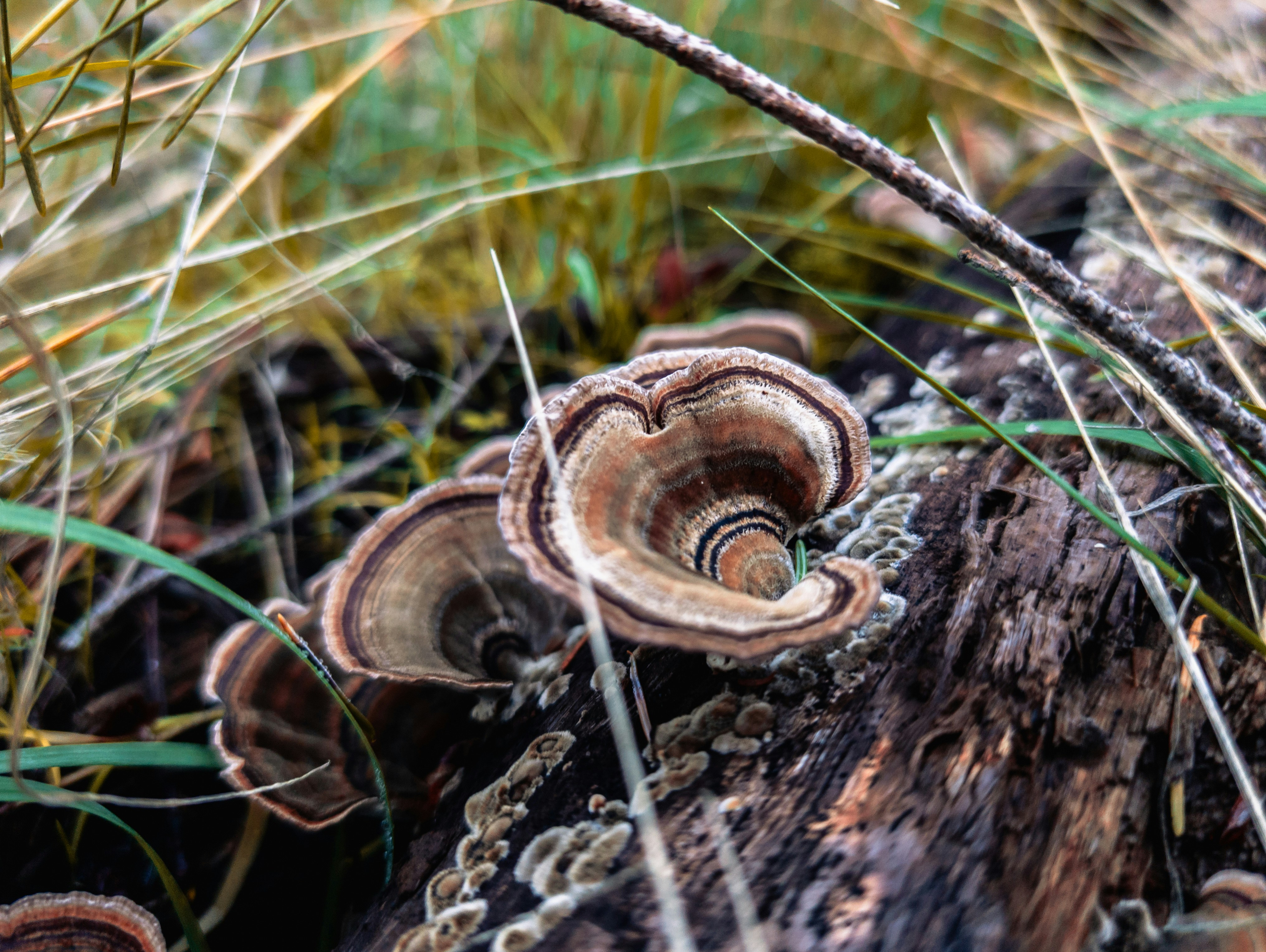 Hongos marrones y blancos de la plataforma creciendo sobre un tronco.